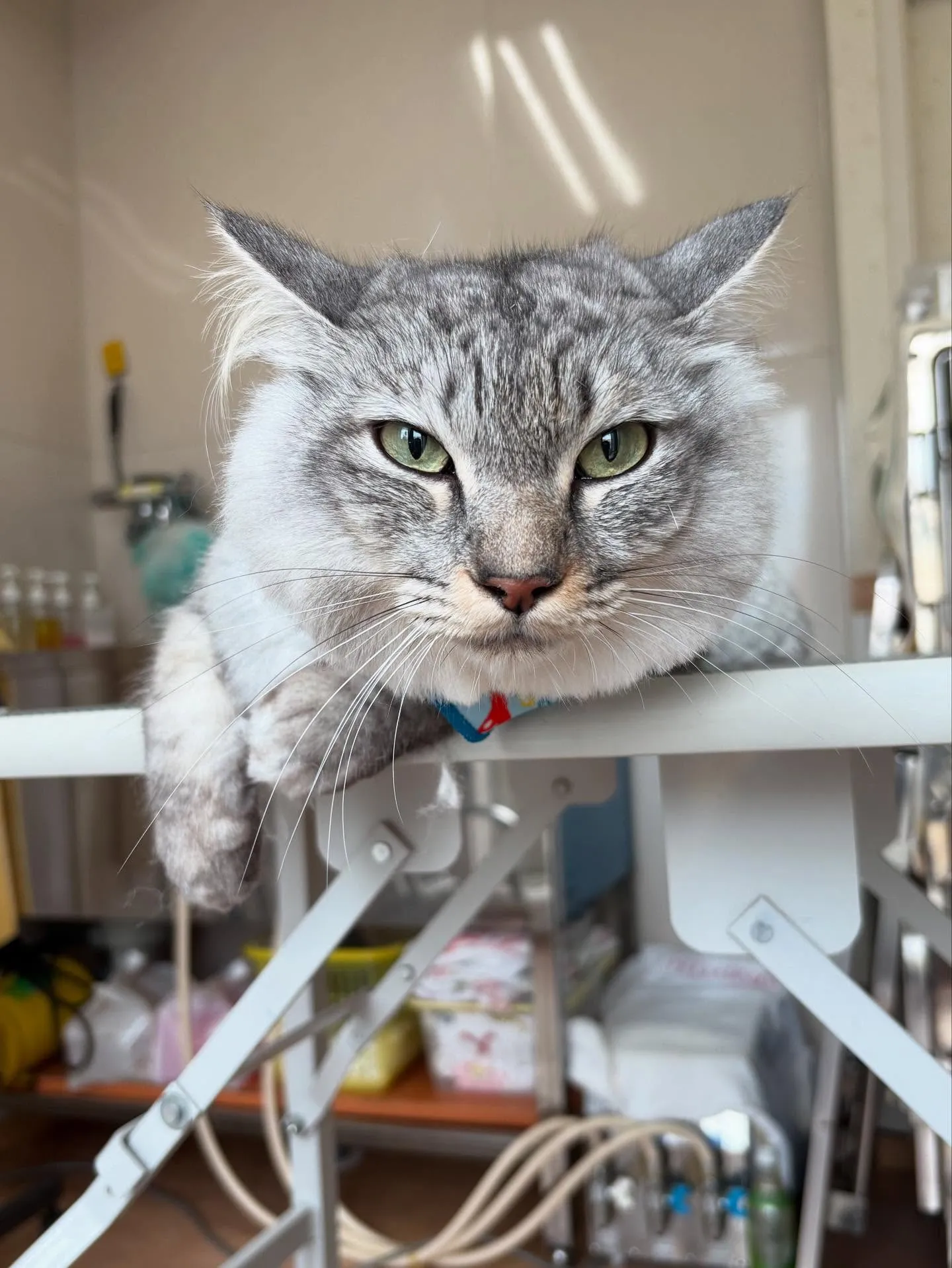 猫のトリミング✂️