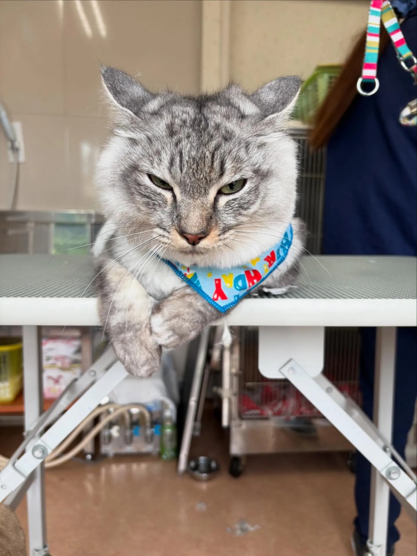 猫のトリミング✂️
