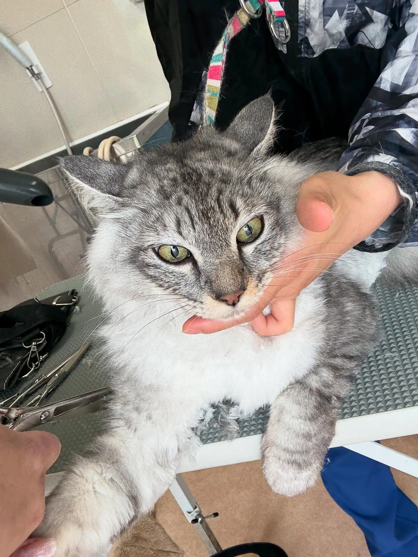 猫のトリミング✂️