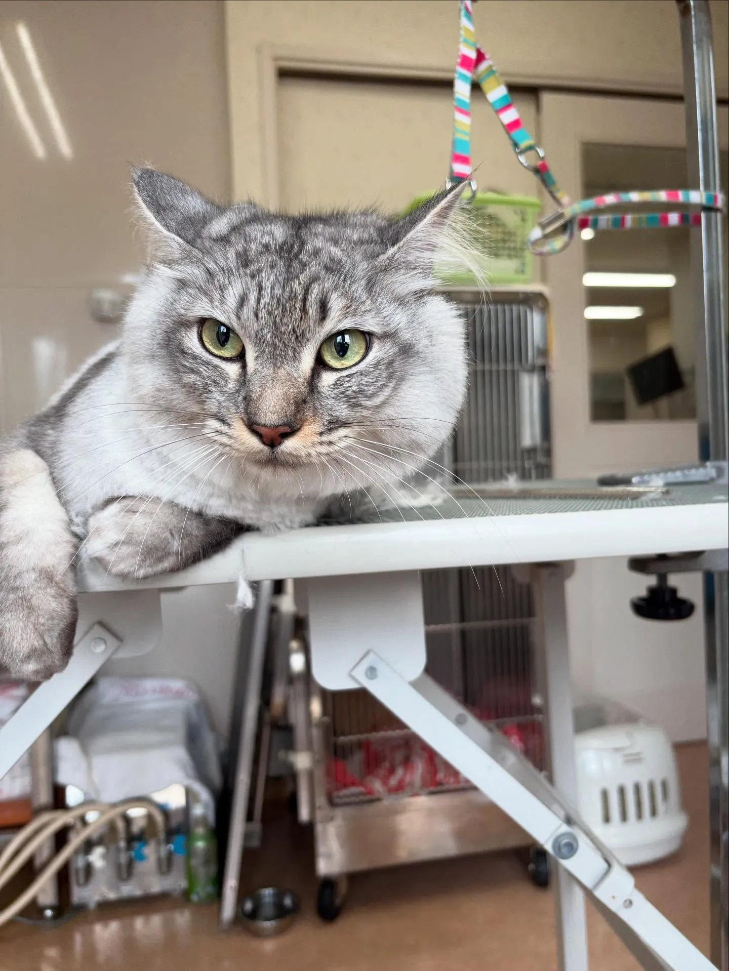 猫のトリミング✂️