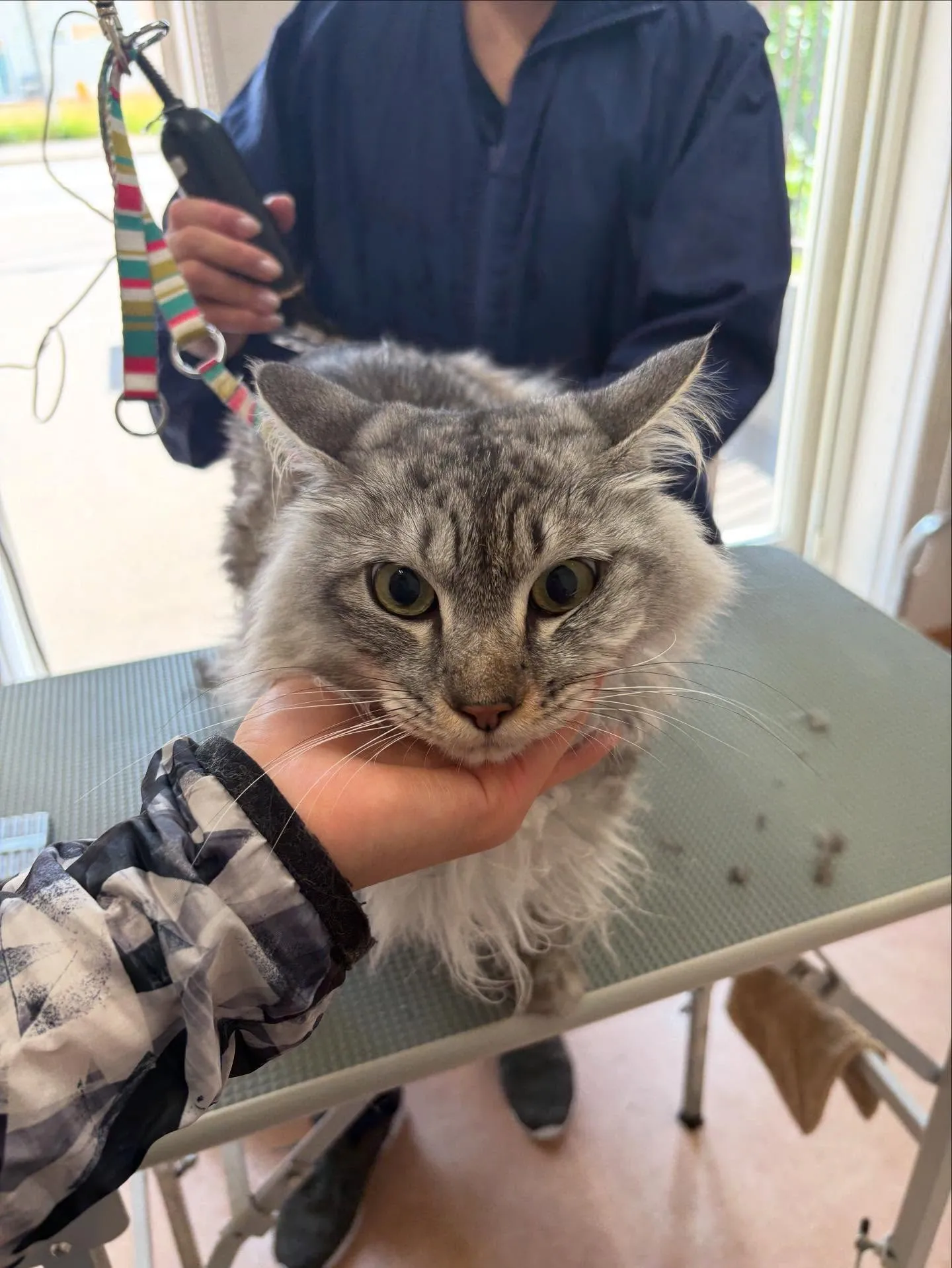 猫のトリミング✂️