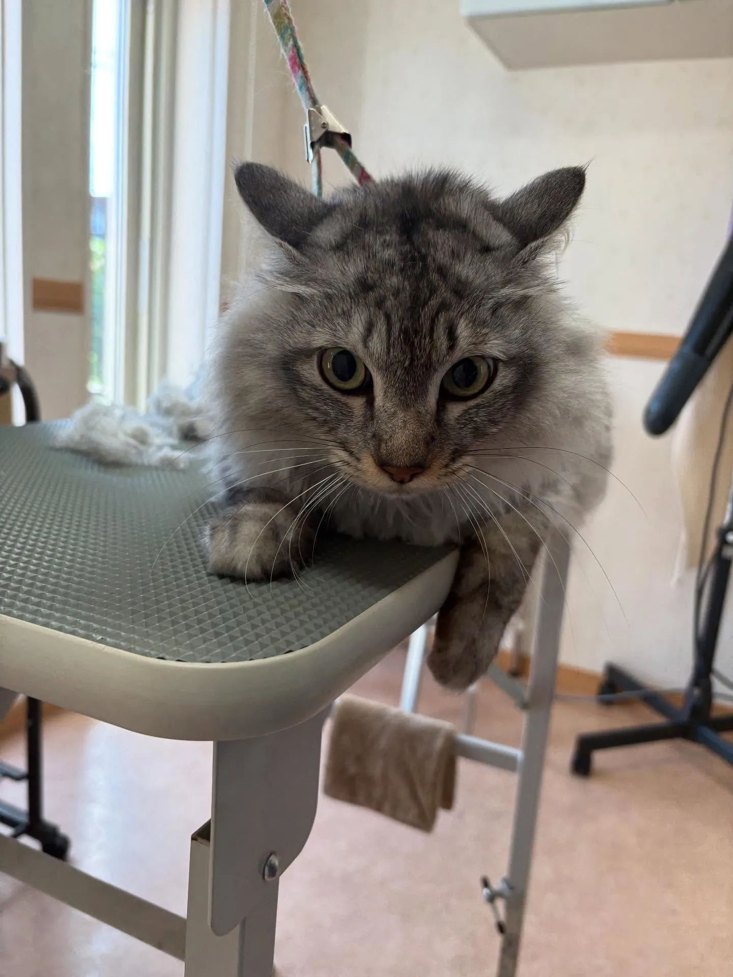 猫のトリミング✂️