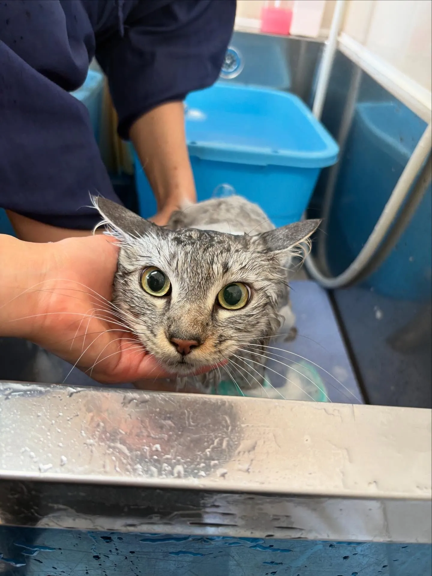 猫のトリミング✂️