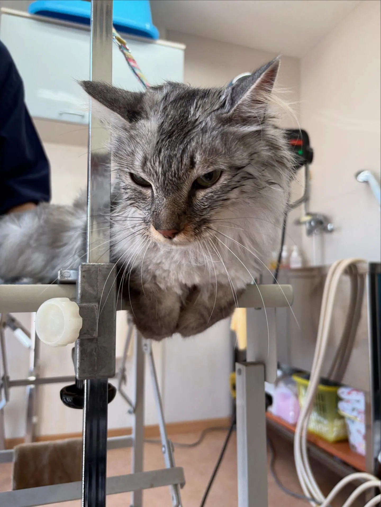 猫のトリミング✂️