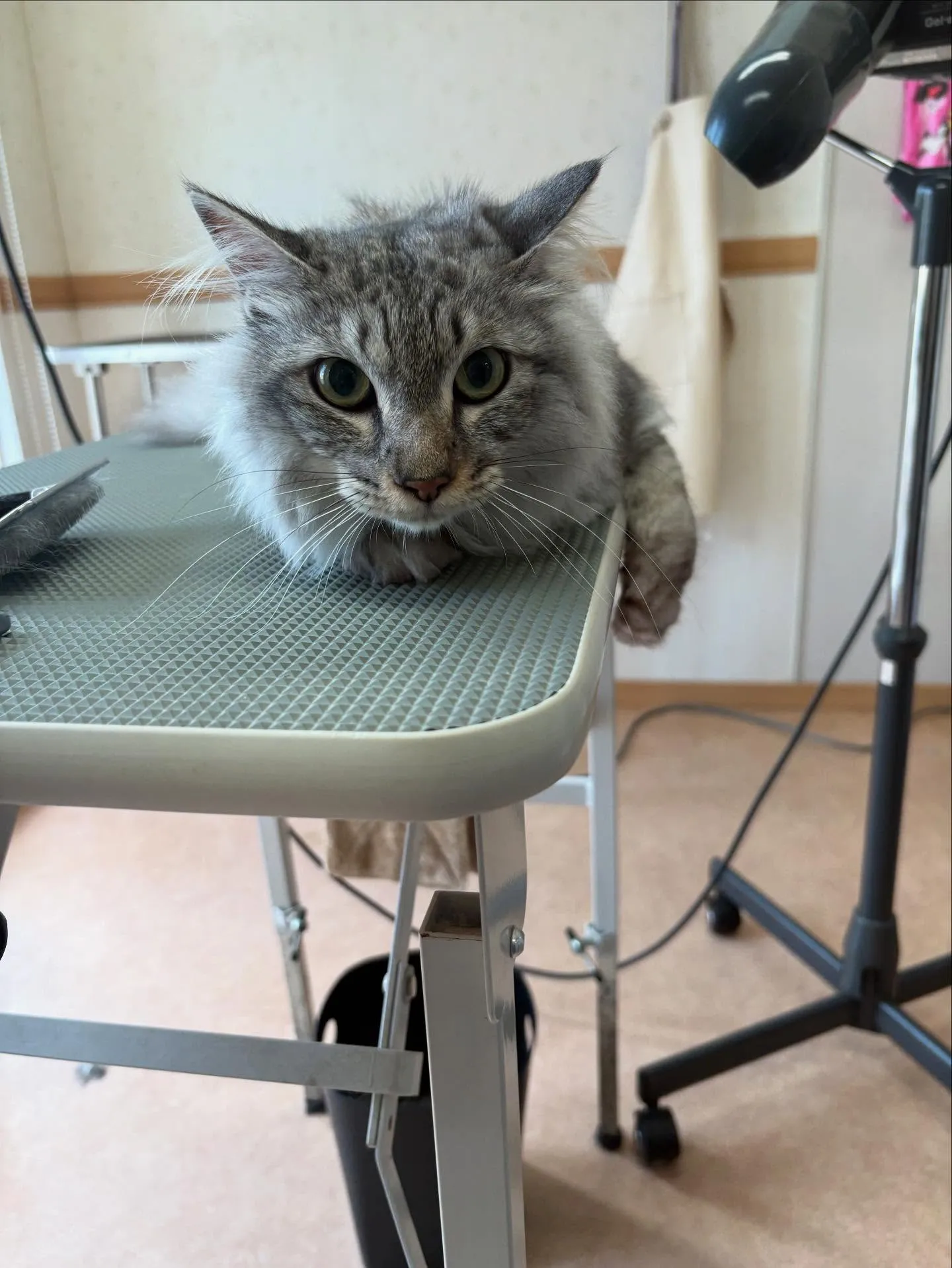猫のトリミング✂️