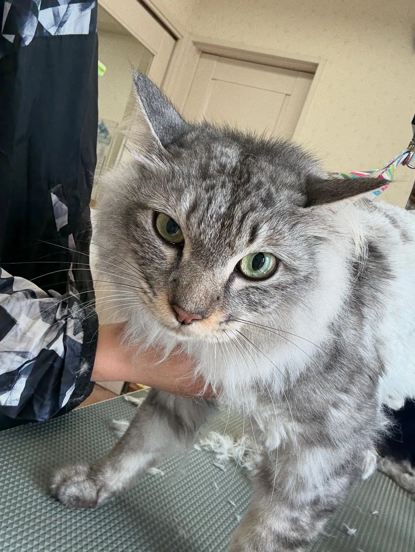 猫のトリミング✂️