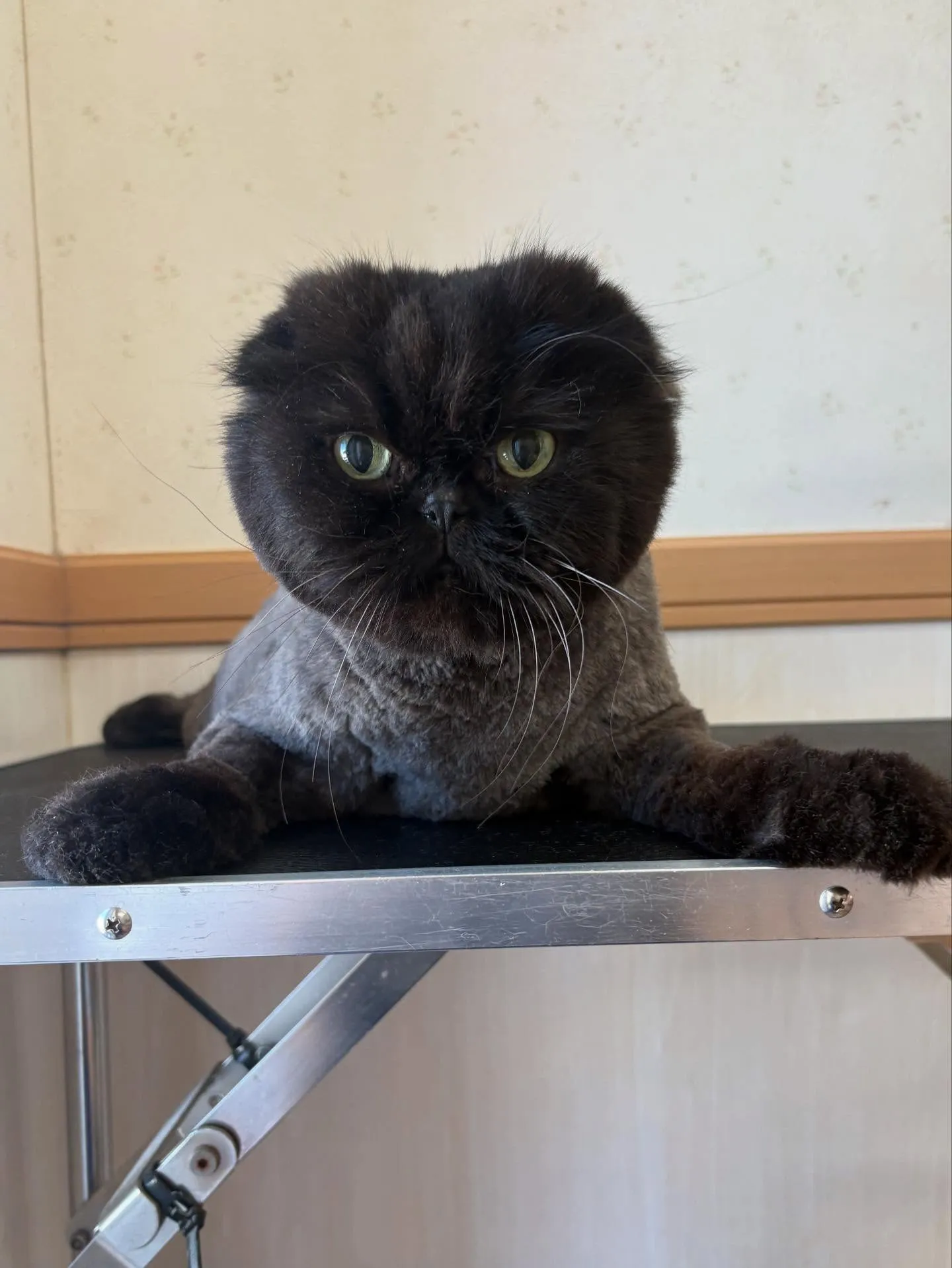 猫のトリミング✂️