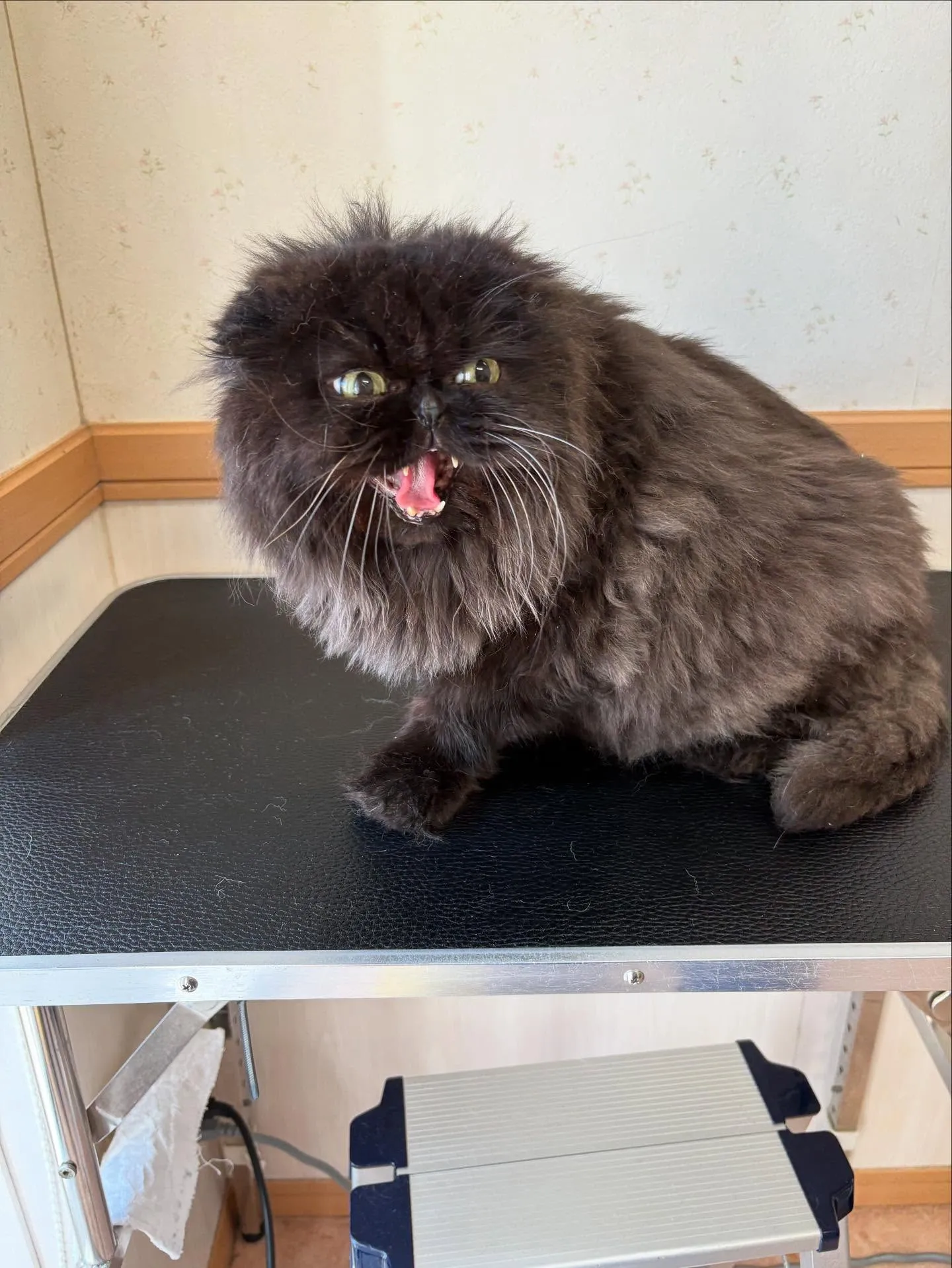 猫のトリミング✂️
