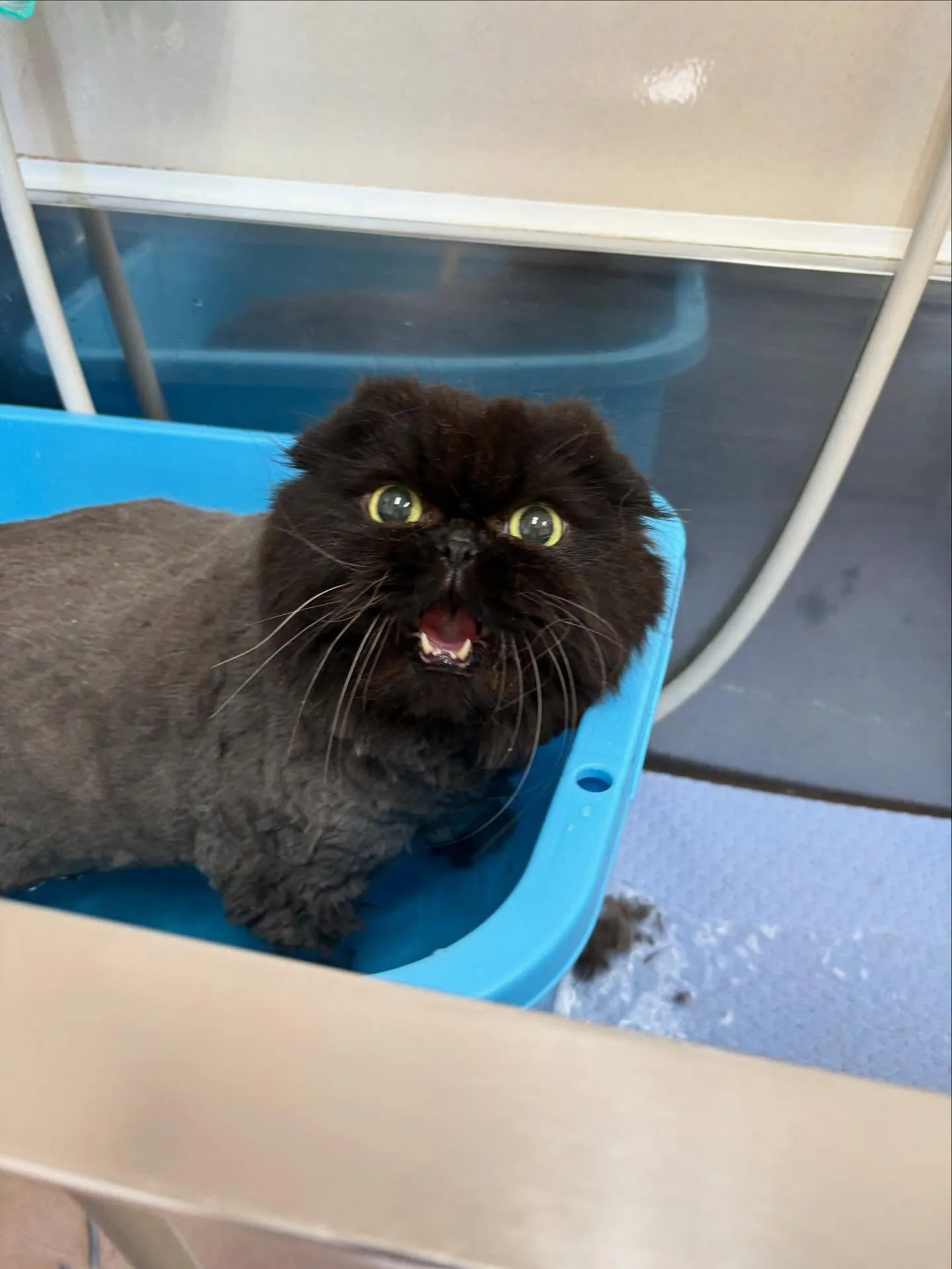 猫のトリミング✂️