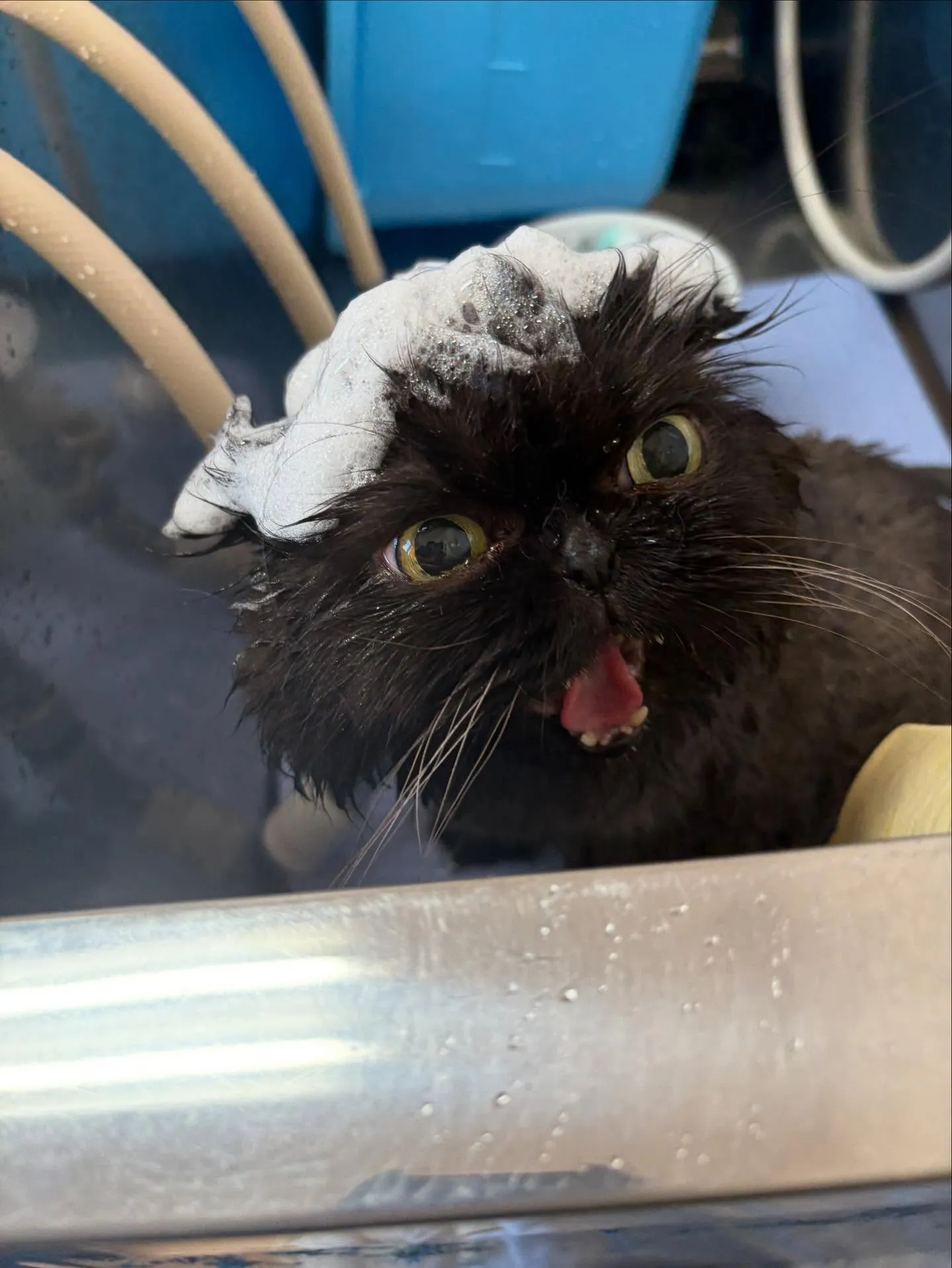 猫のトリミング✂️