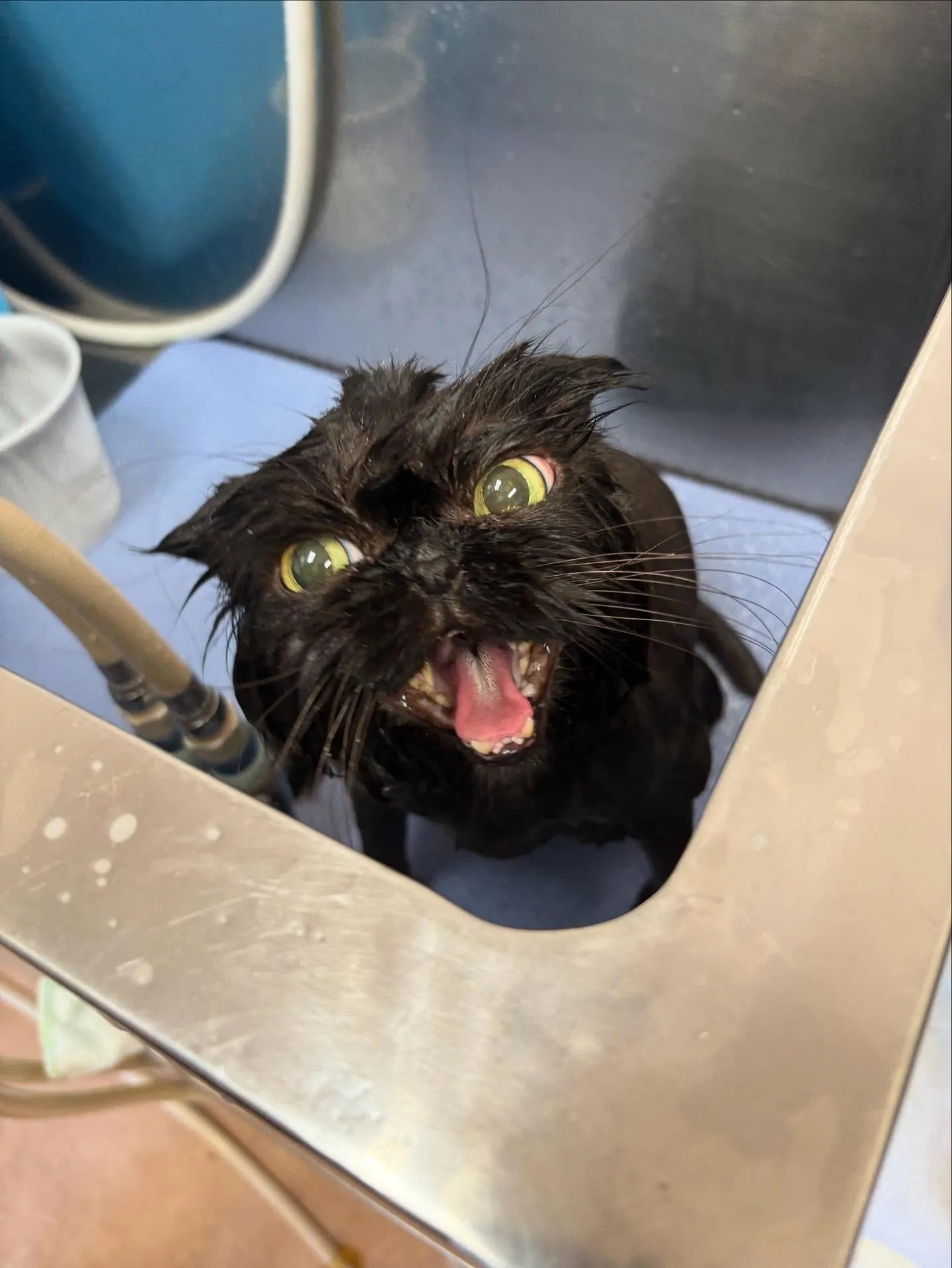 猫のトリミング✂️