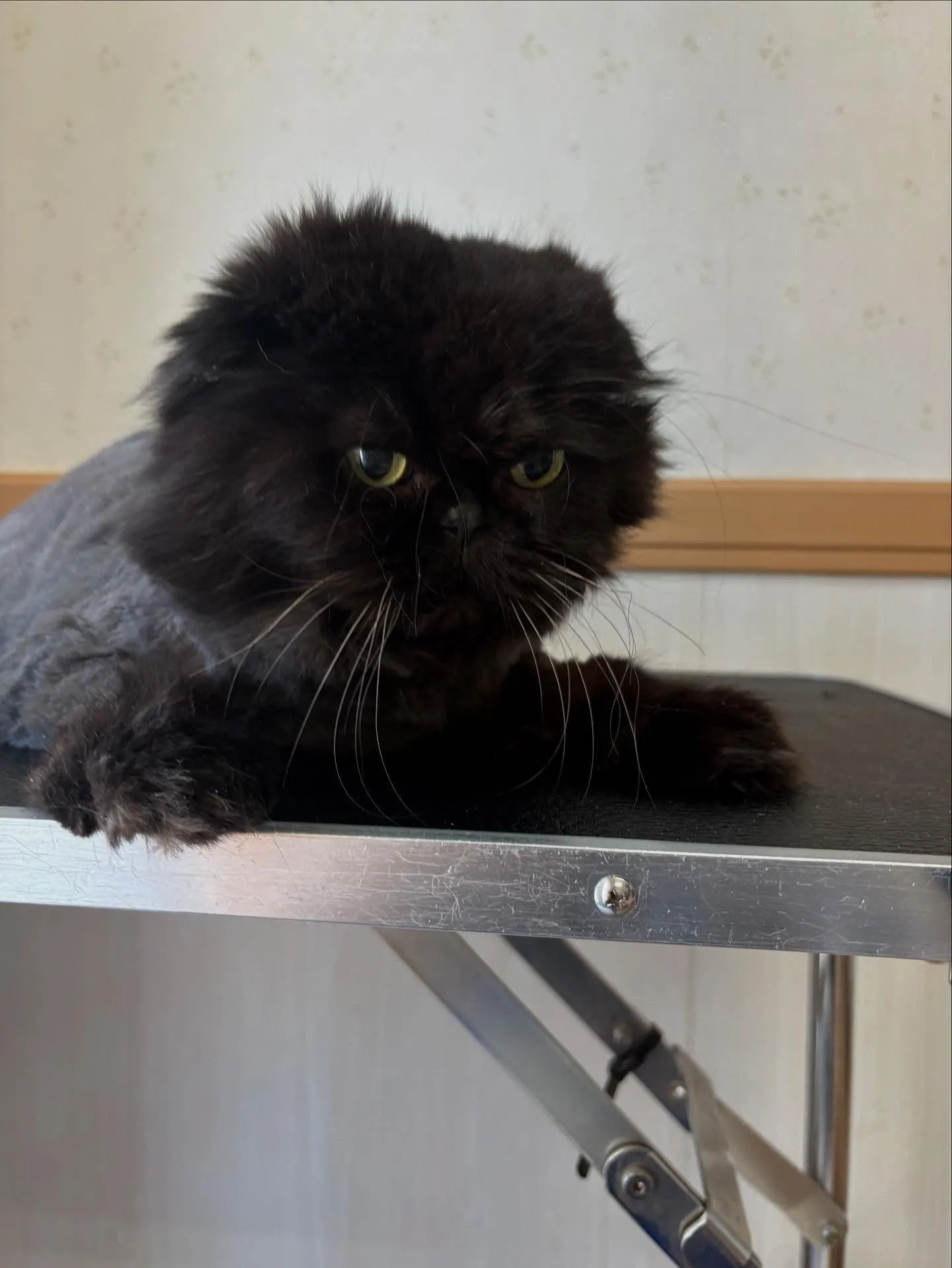 猫のトリミング✂️
