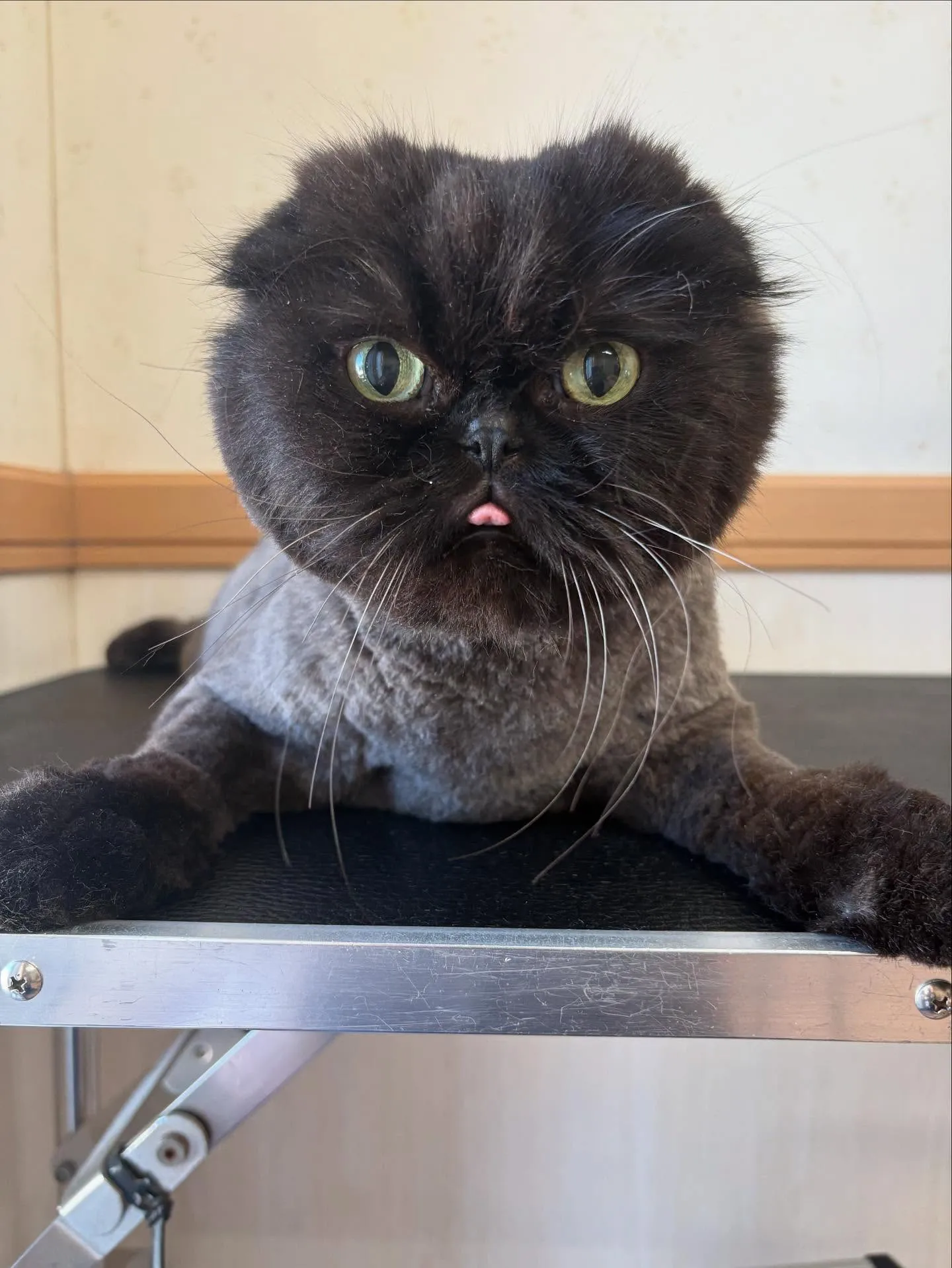 猫のトリミング✂️