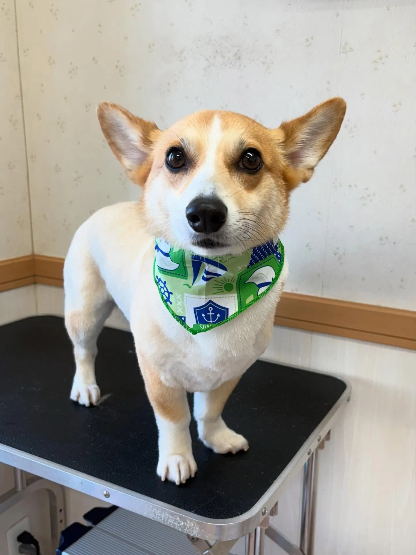 犬のトリミング✂️