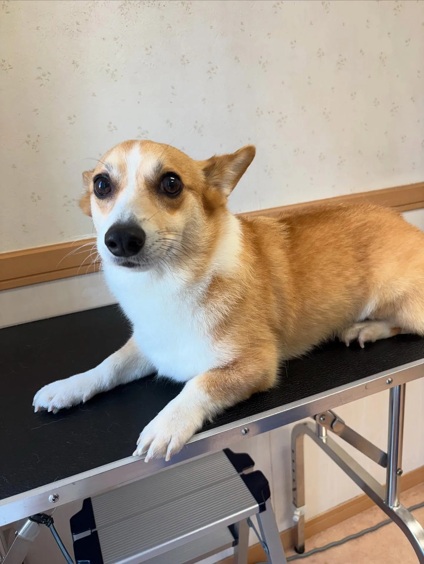 犬のトリミング✂️