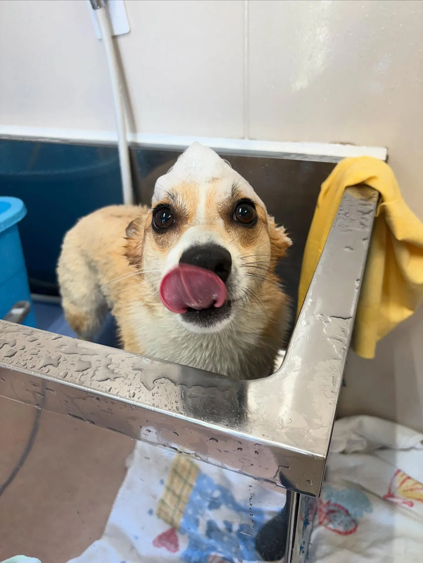 犬のトリミング✂️