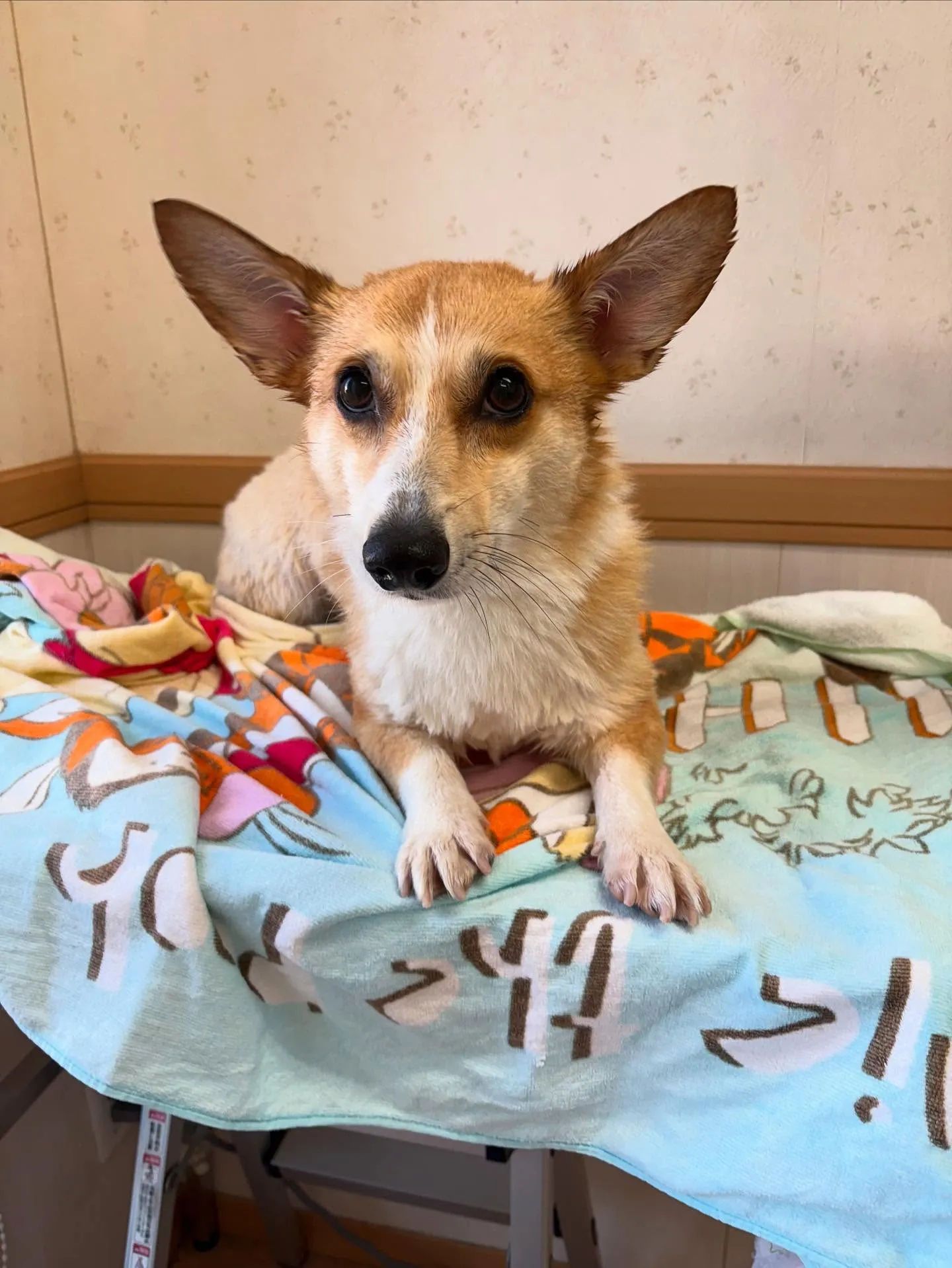 犬のトリミング✂️