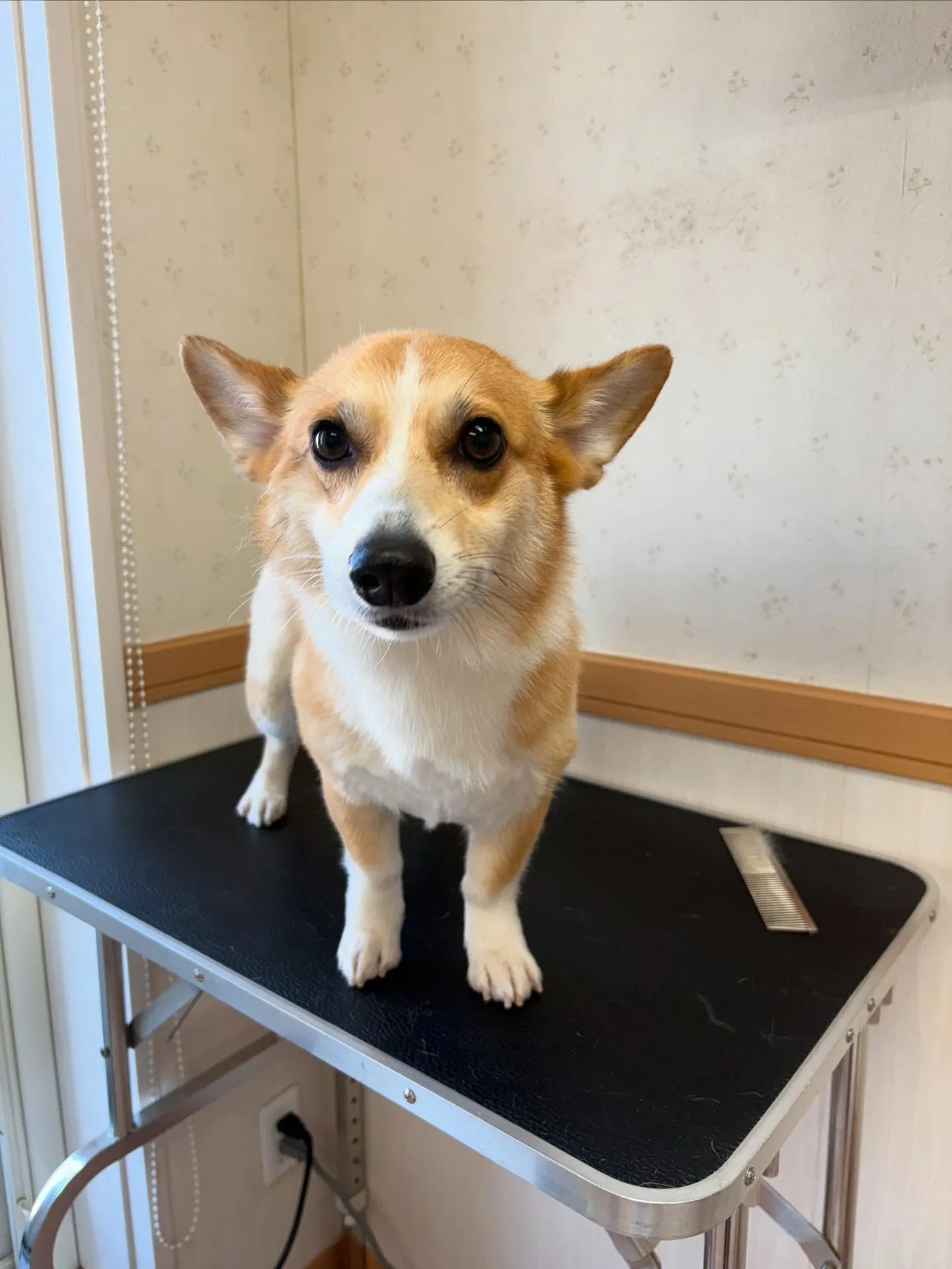 犬のトリミング✂️