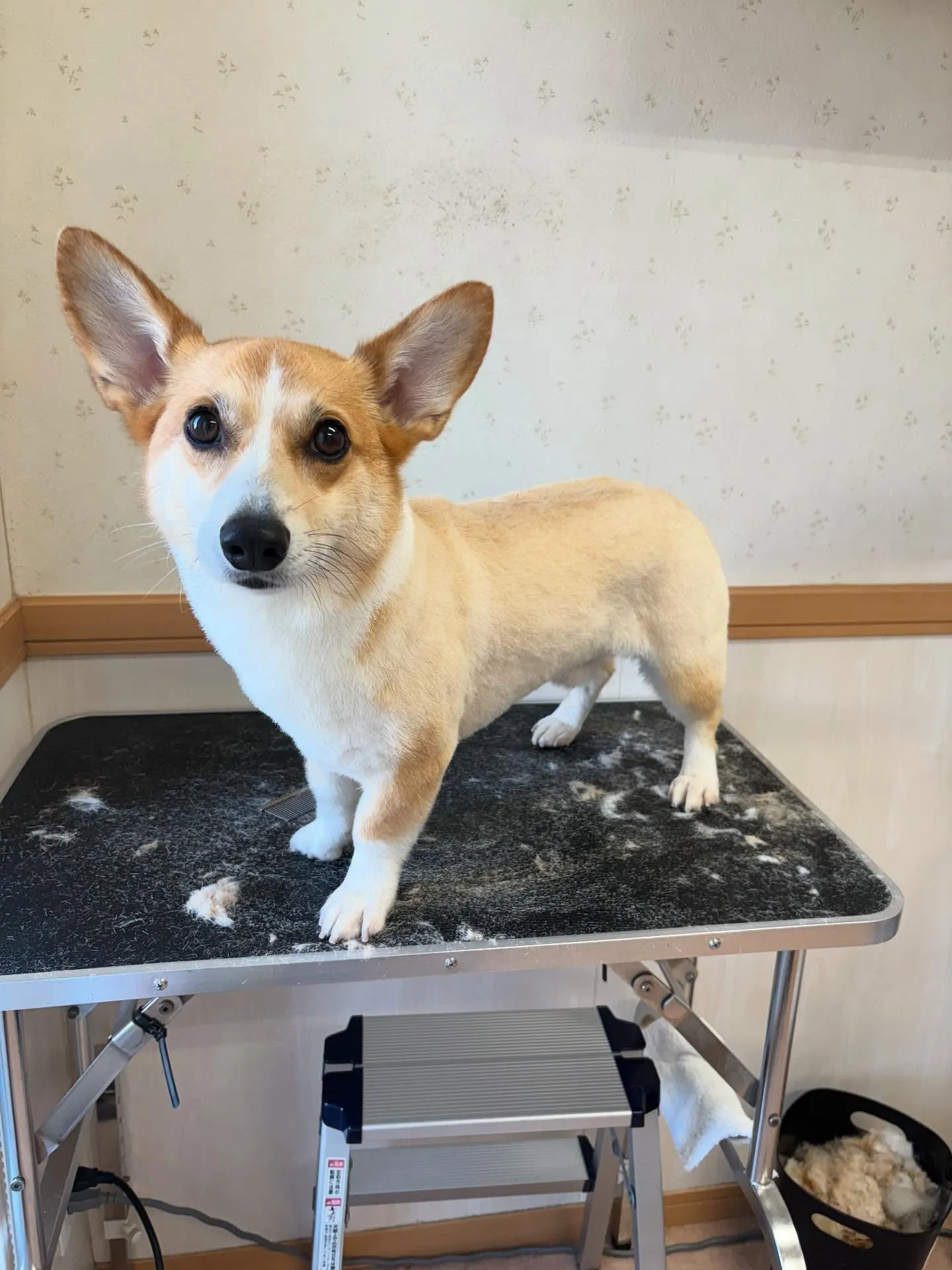 犬のトリミング✂️