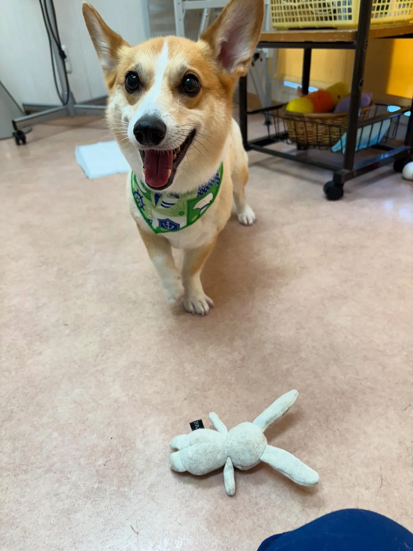 犬のトリミング✂️