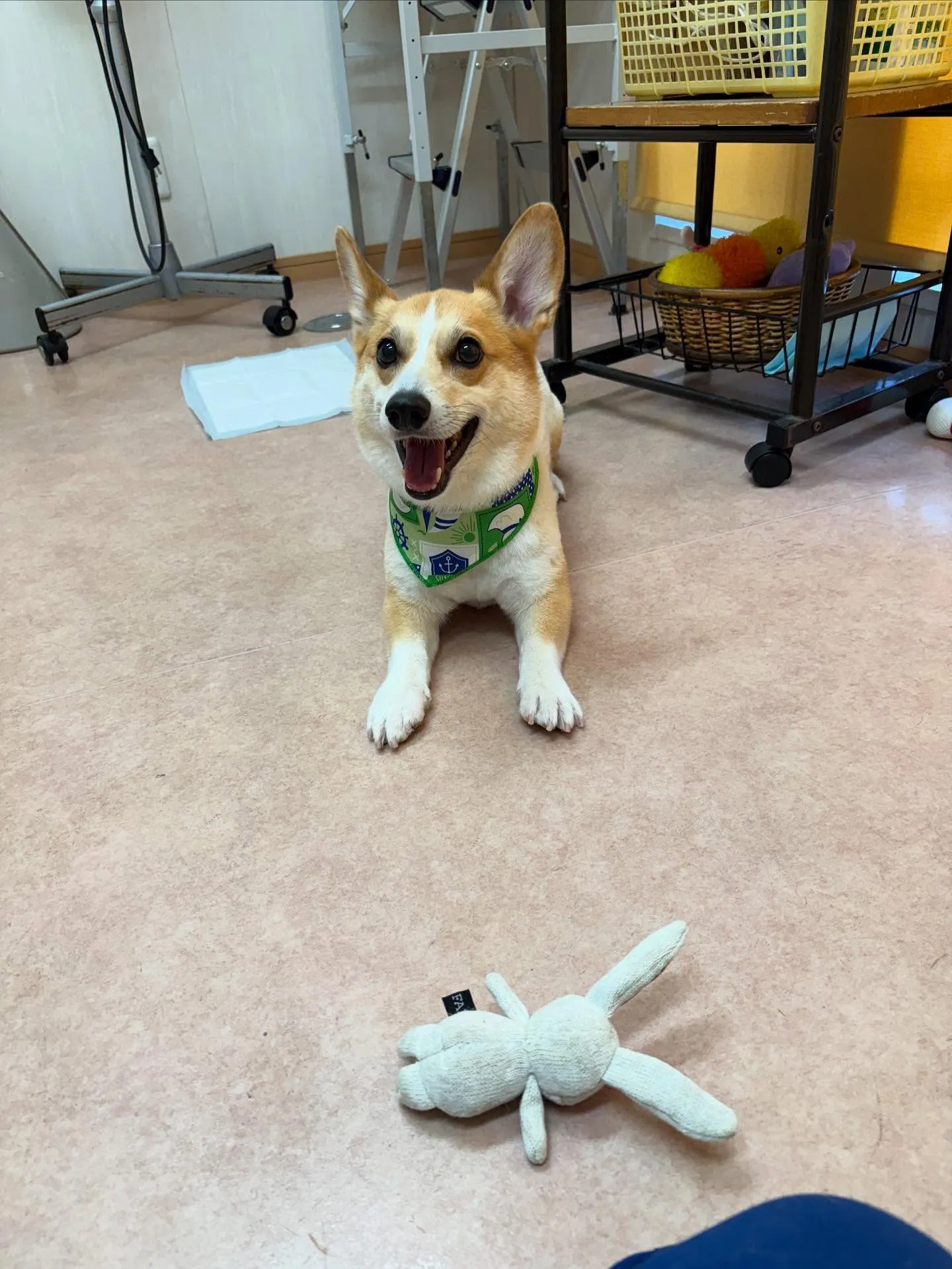犬のトリミング✂️