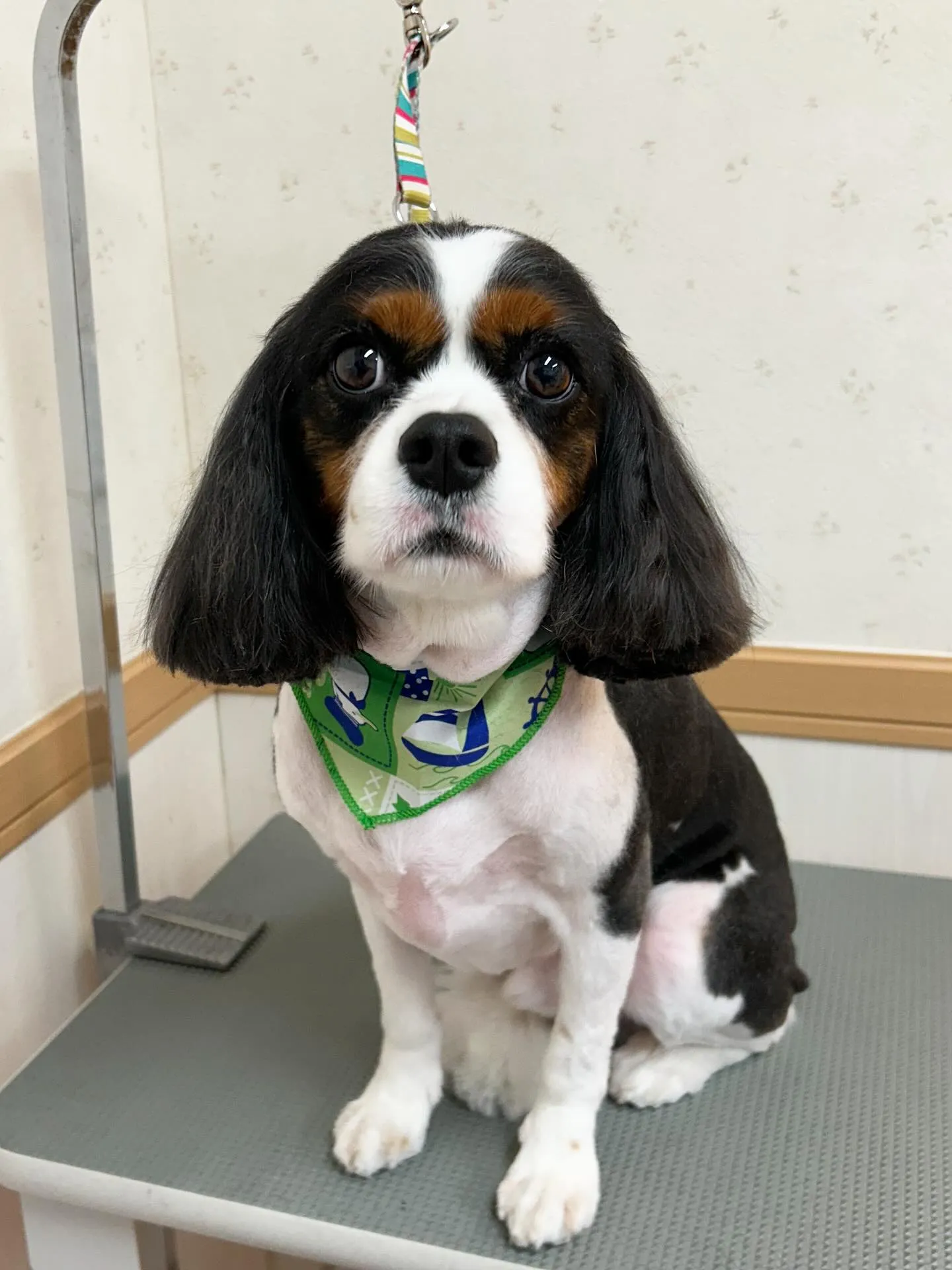 犬のトリミング✂️