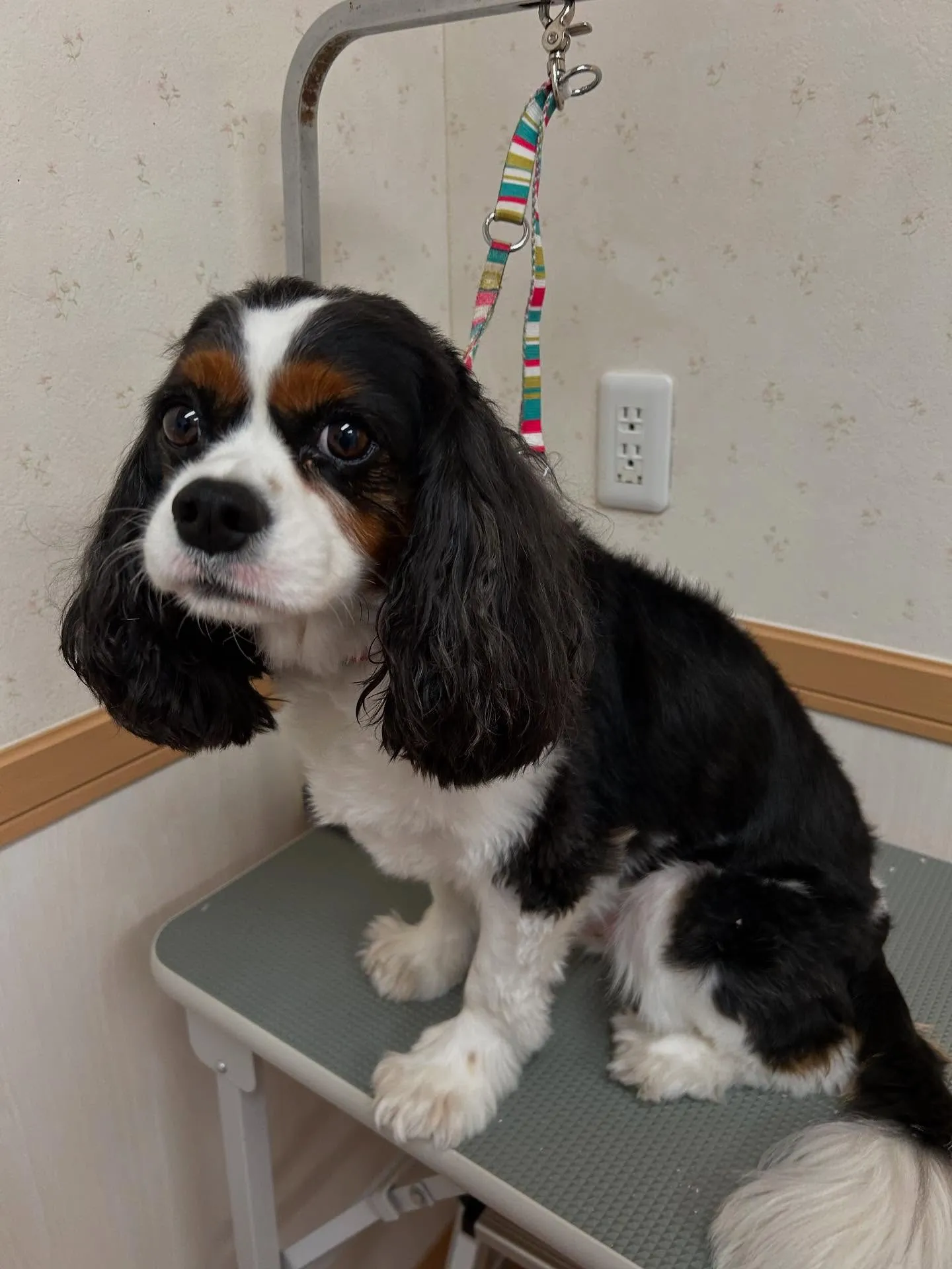 犬のトリミング✂️