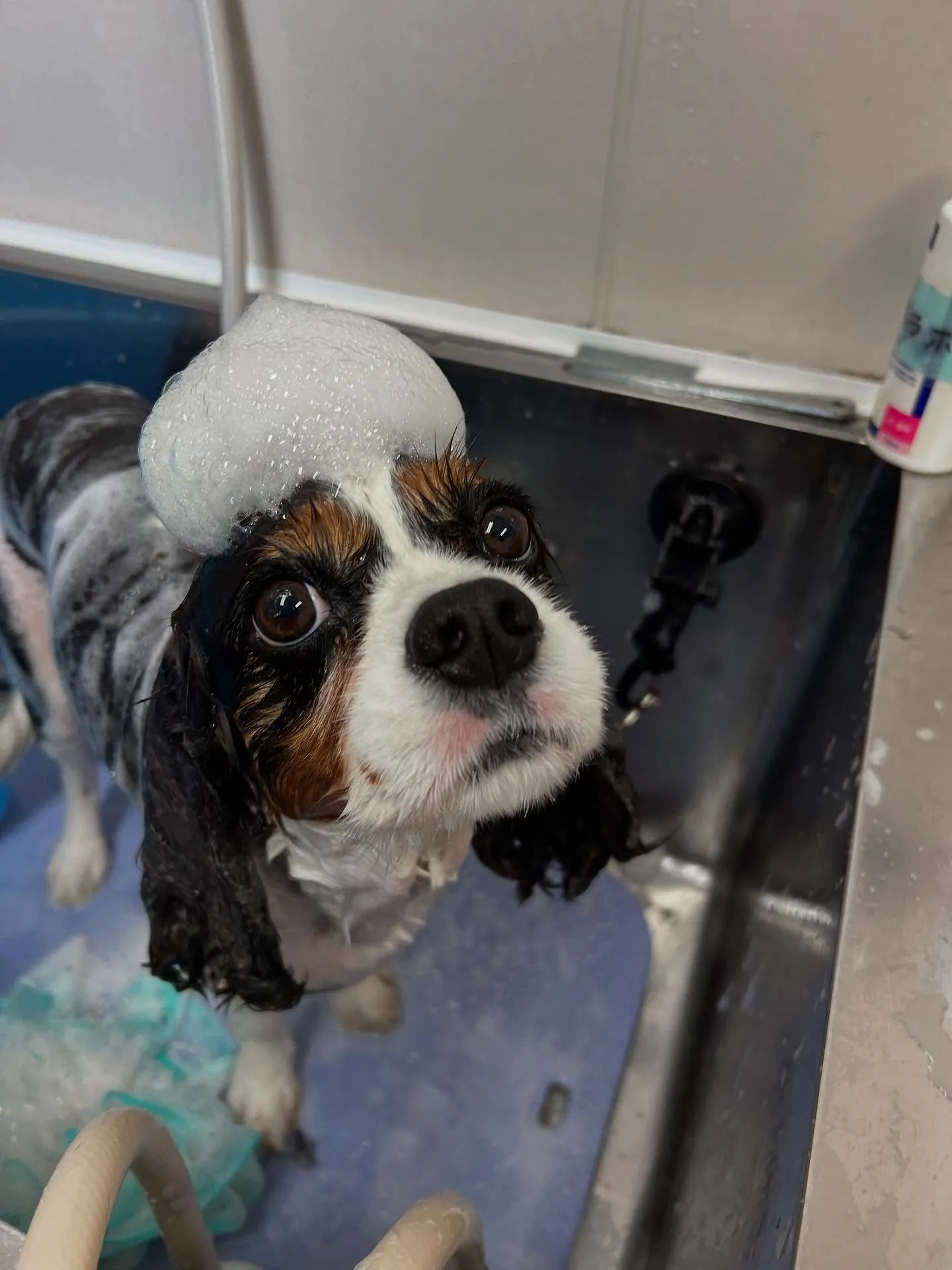 犬のトリミング✂️