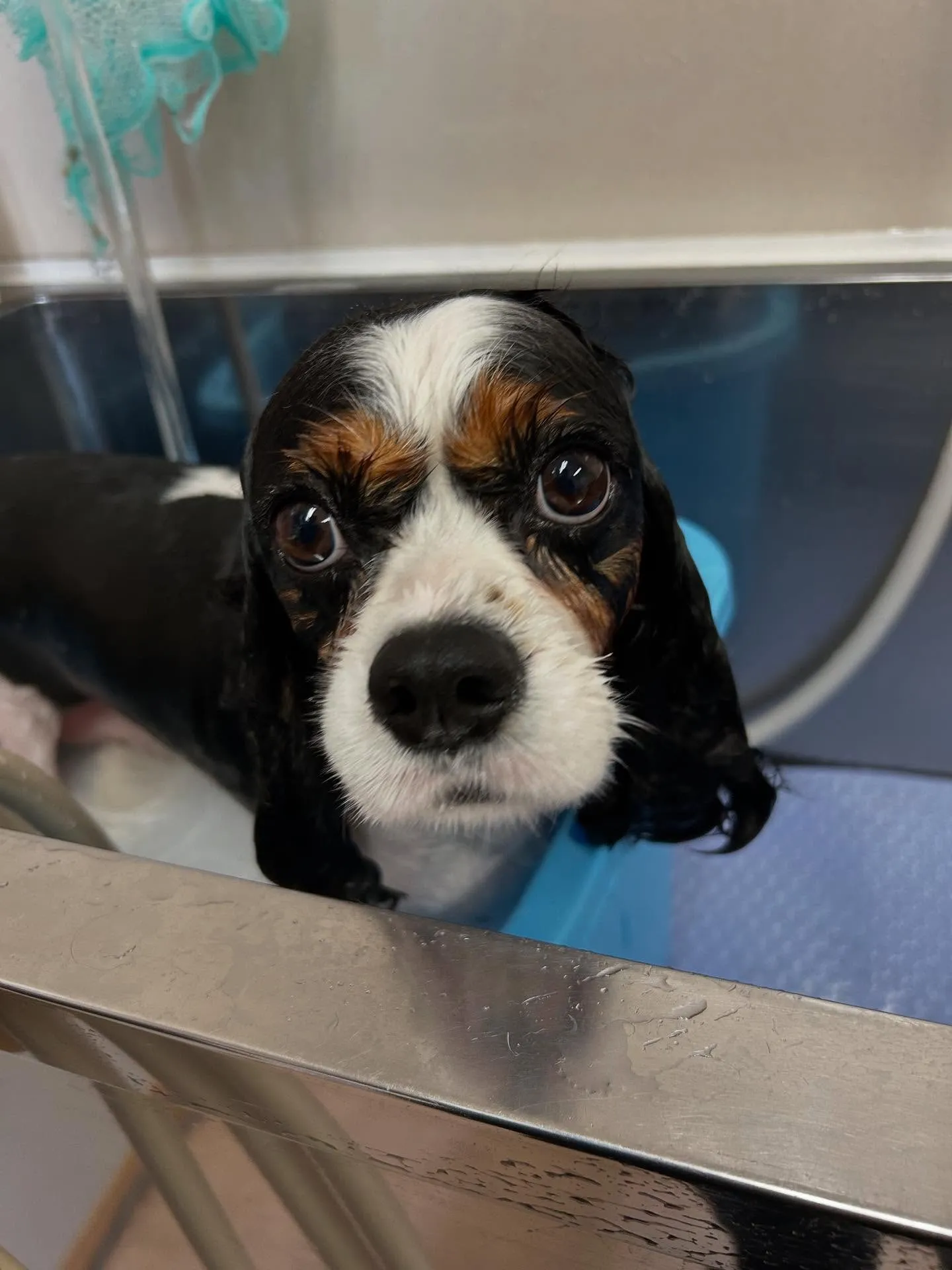 犬のトリミング✂️