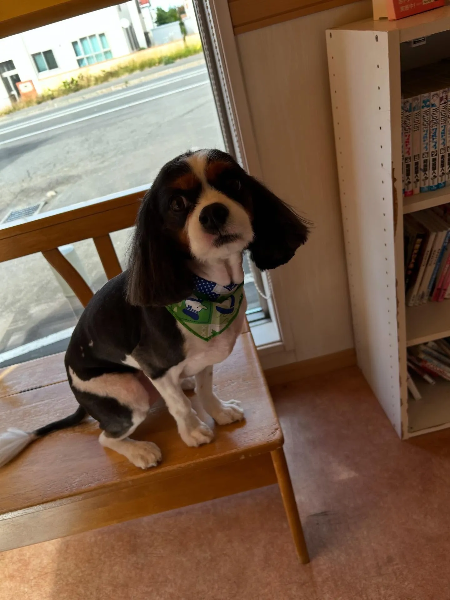 犬のトリミング✂️