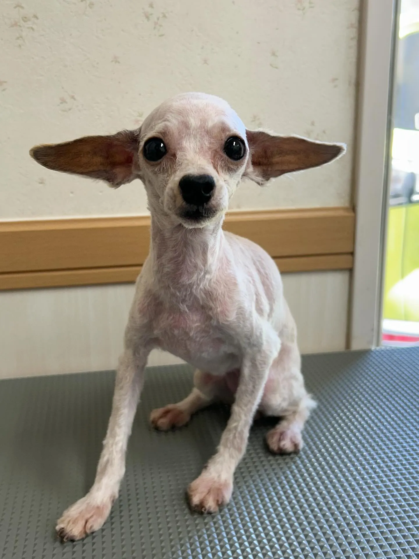 犬のトリミング✂️
