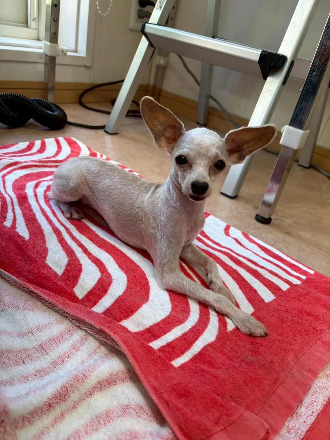 犬のトリミング✂️
