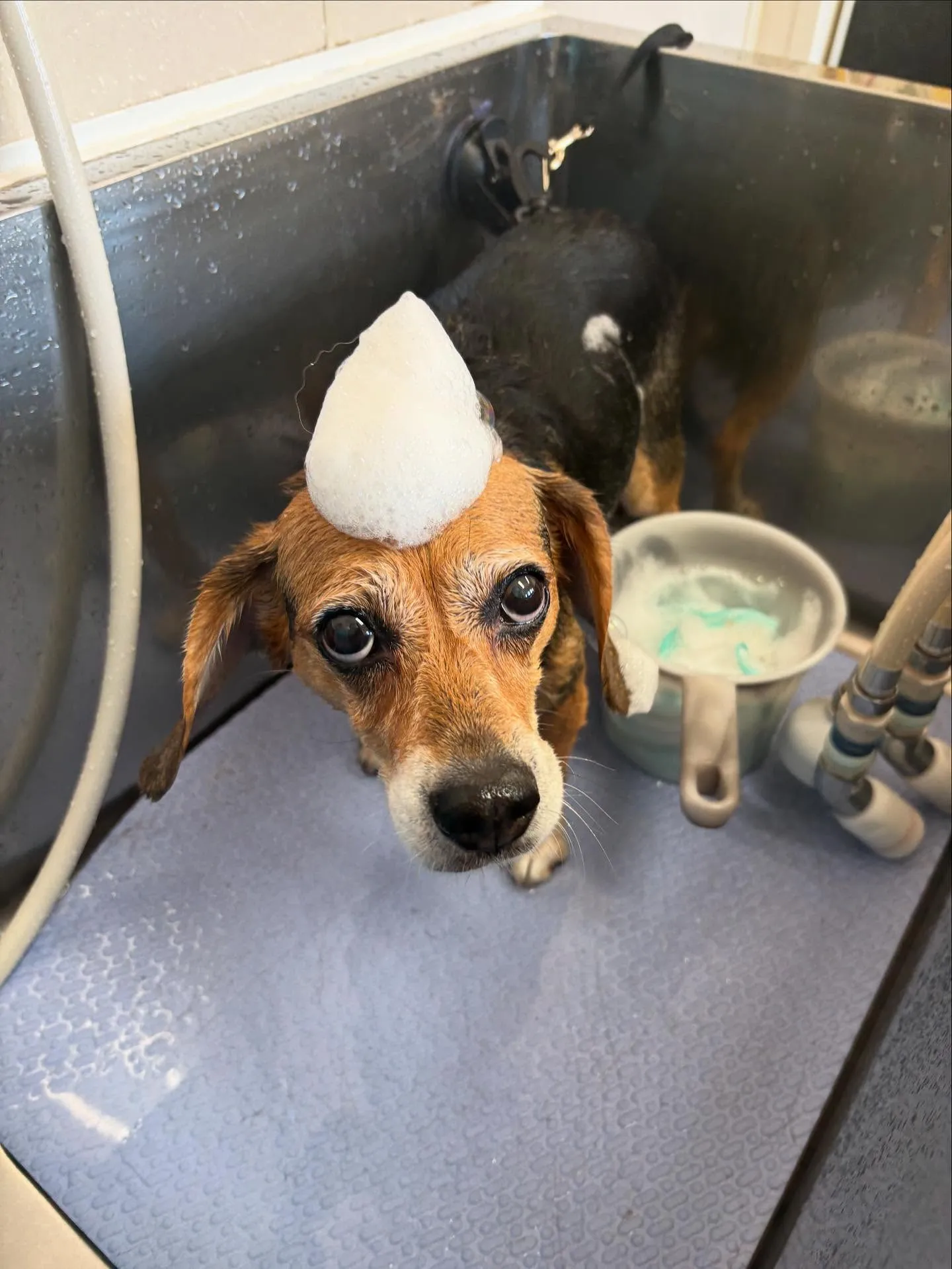 犬のシャンプー🫧