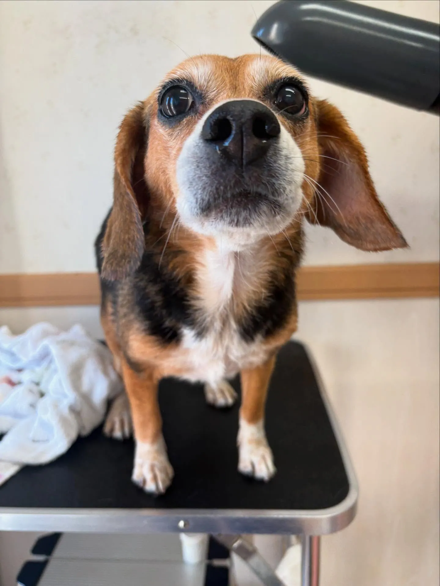 犬のシャンプー🫧