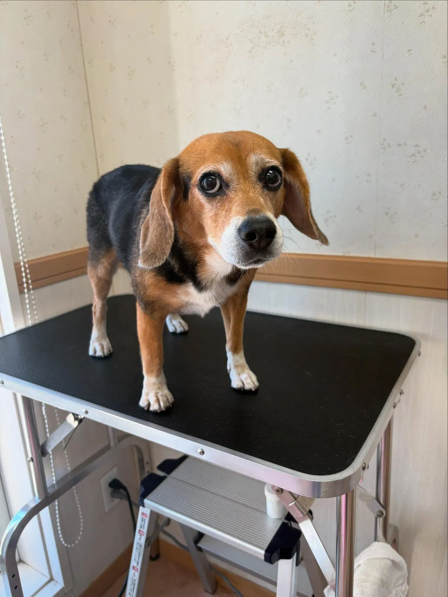 犬のシャンプー🫧