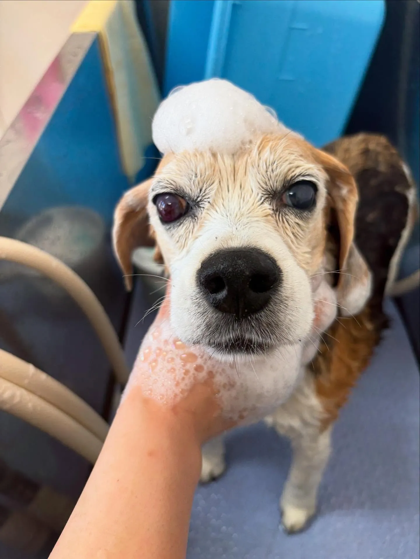 犬のシャンプー🫧