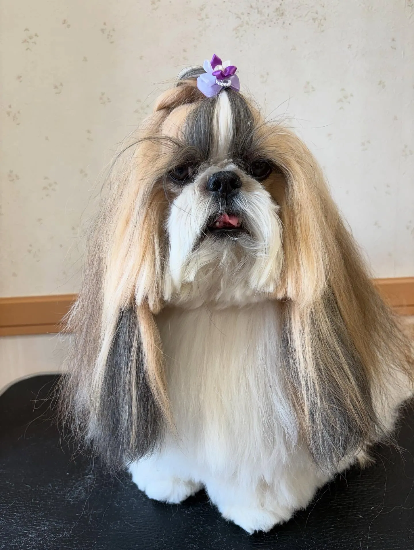 犬のシャンプー🫧