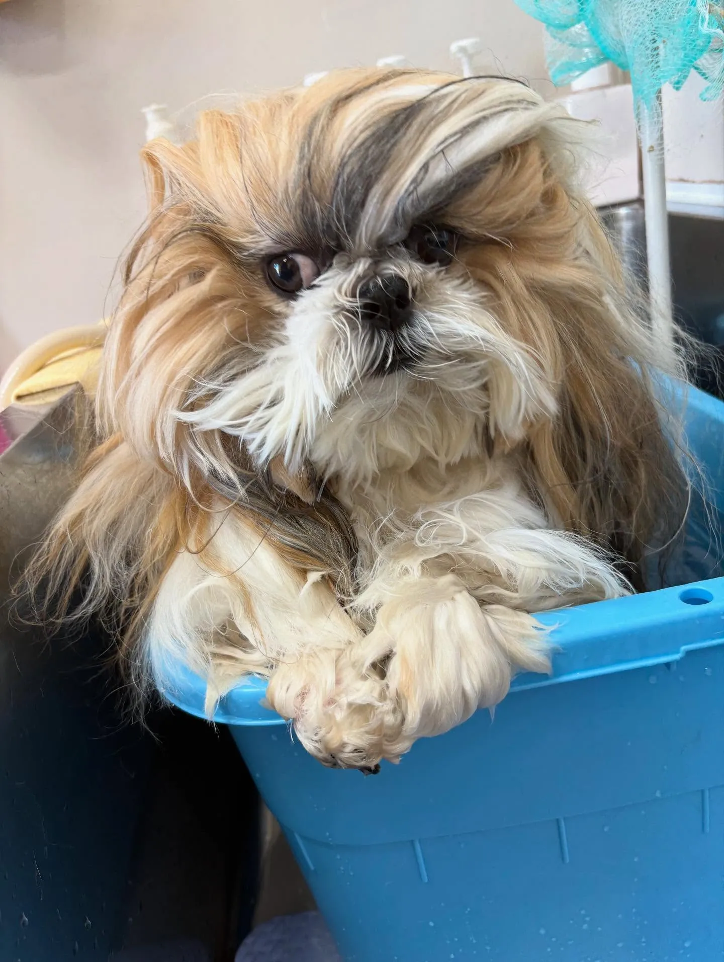 犬のシャンプー🫧