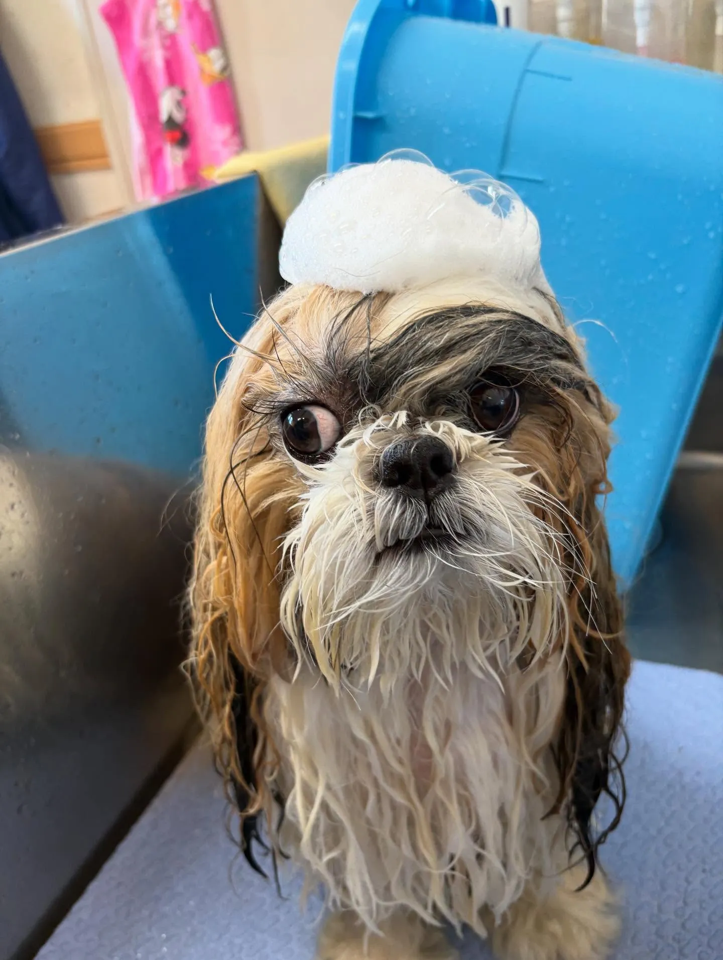 犬のシャンプー🫧