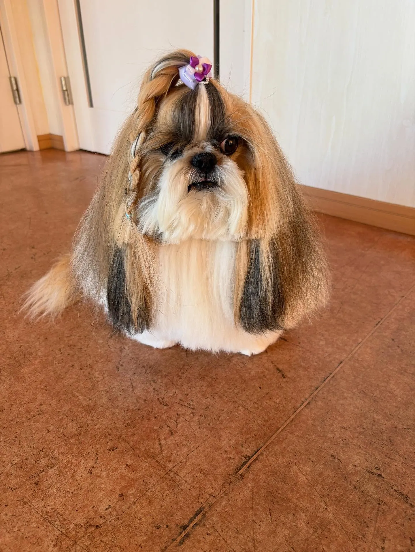 犬のシャンプー🫧