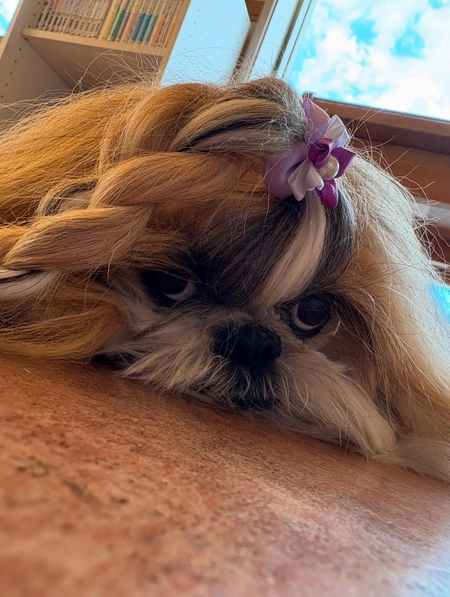 犬のシャンプー🫧