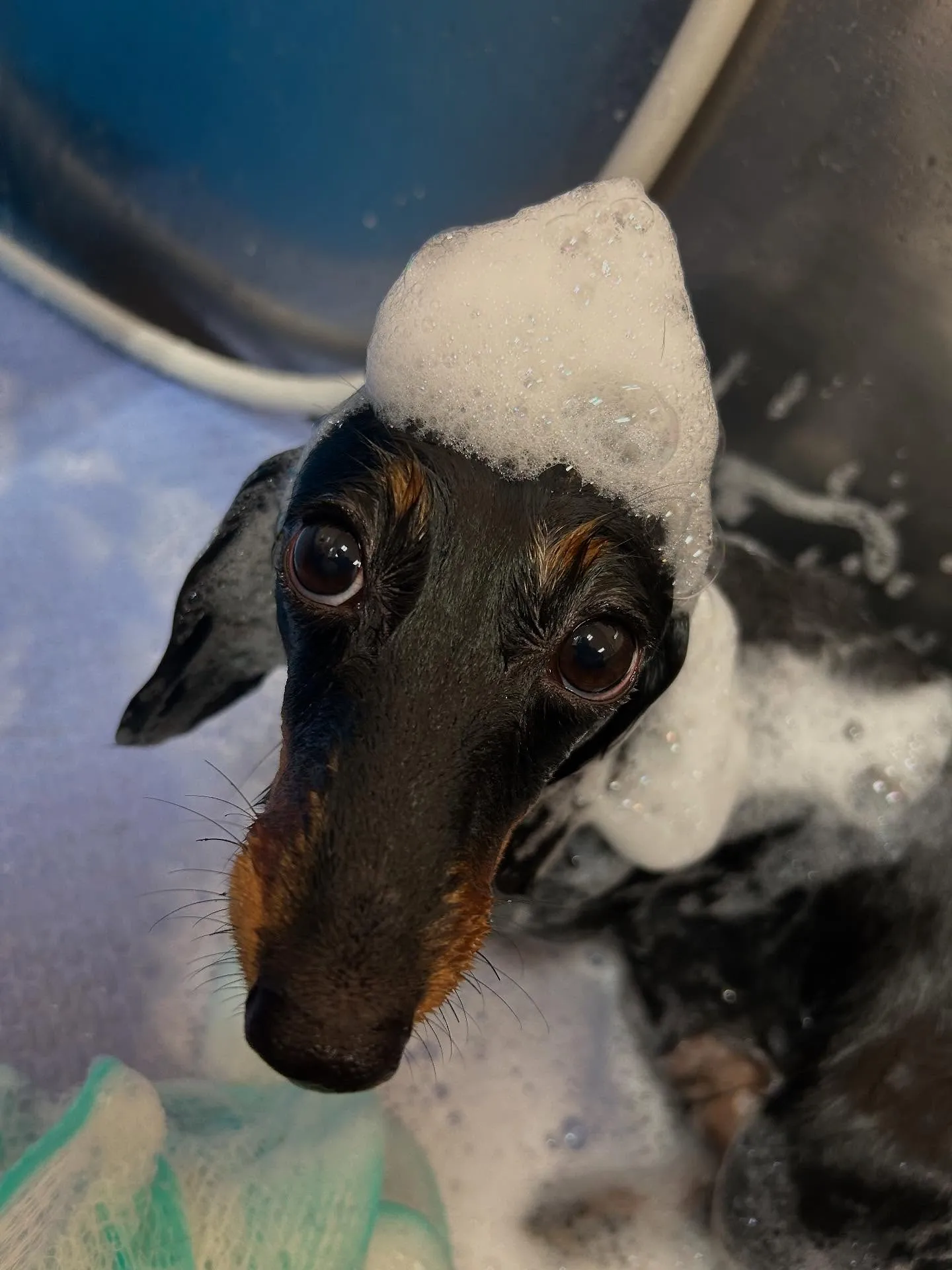 犬のシャンプー🫧