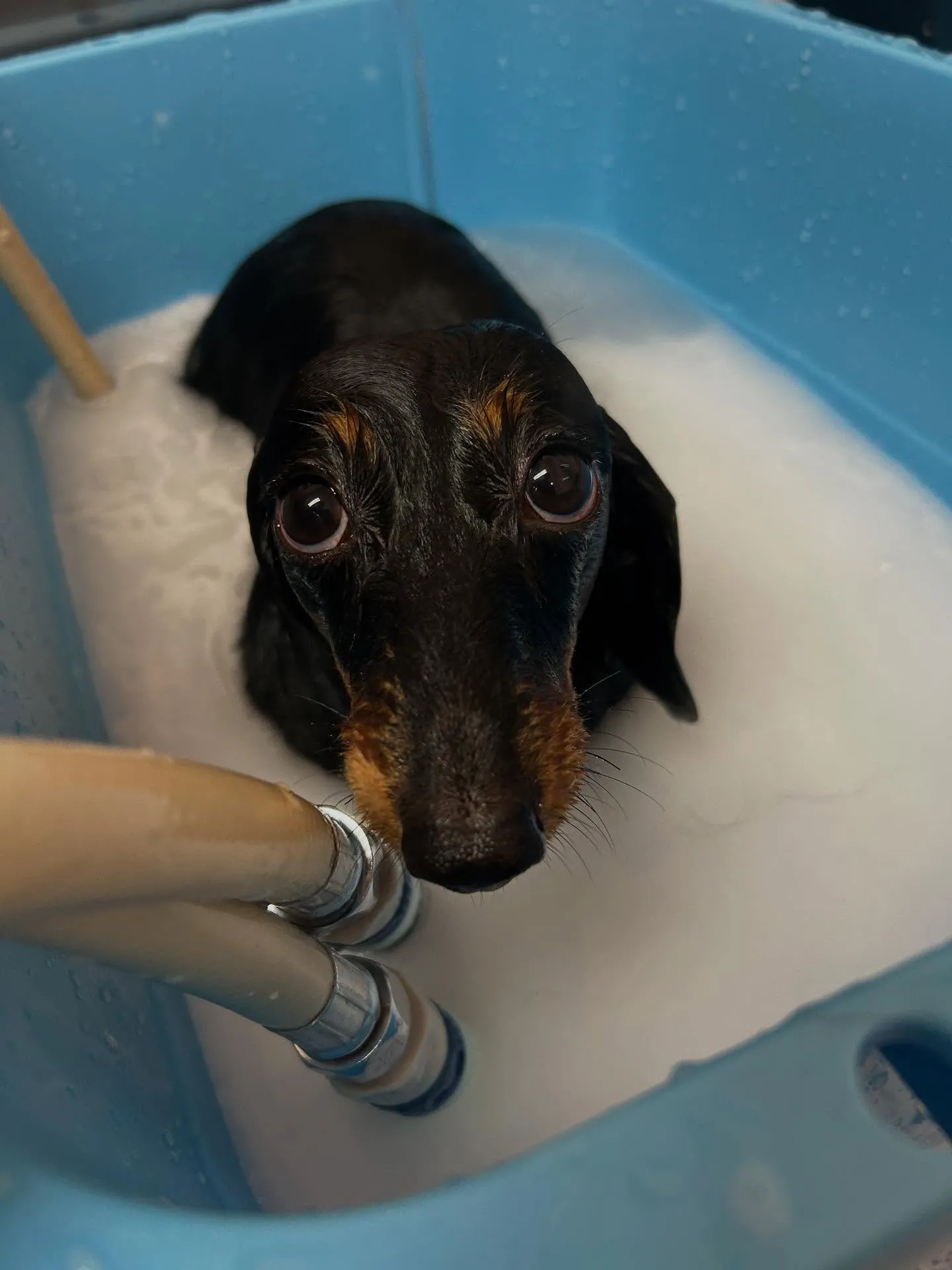 犬のシャンプー🫧