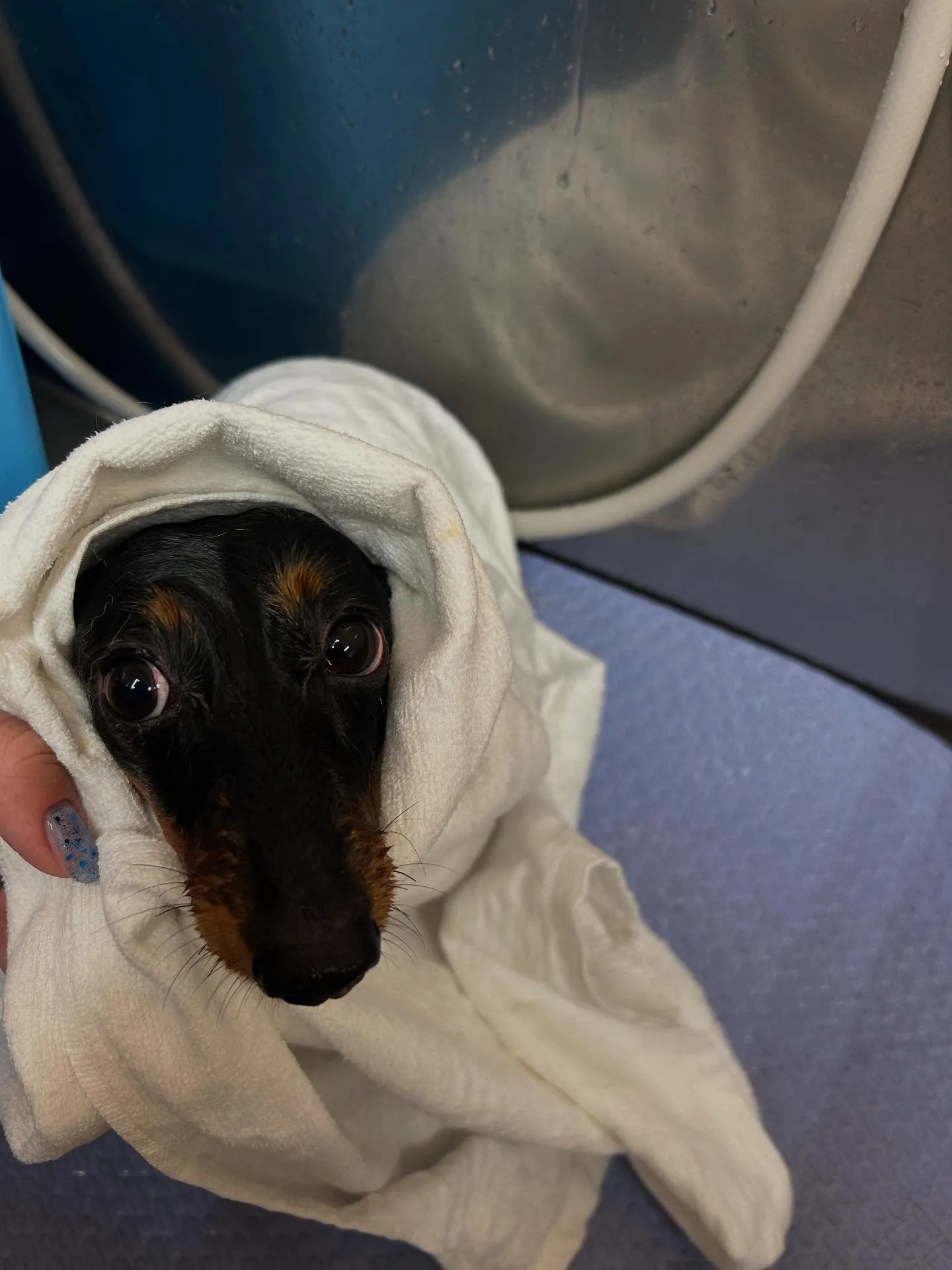 犬のシャンプー🫧