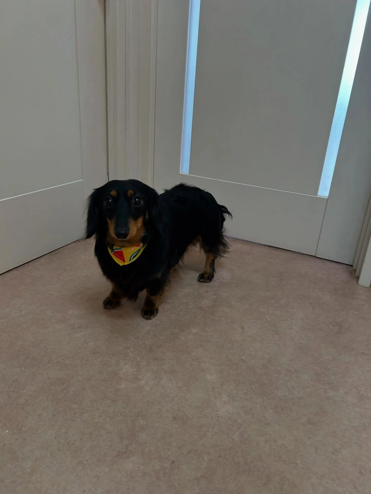 犬のシャンプー🫧
