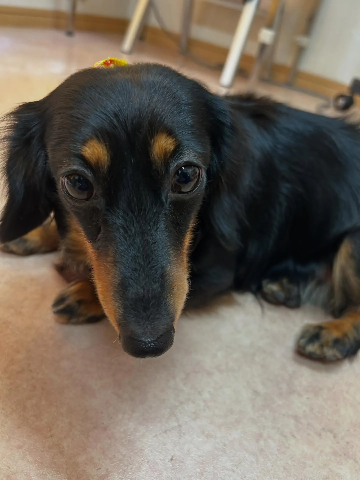 犬のシャンプー🫧