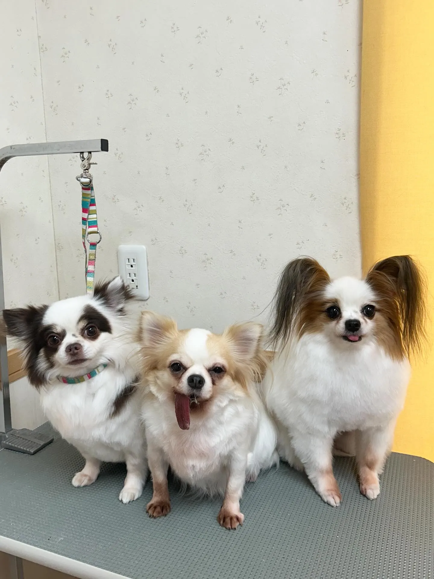 犬のトリミング✂️