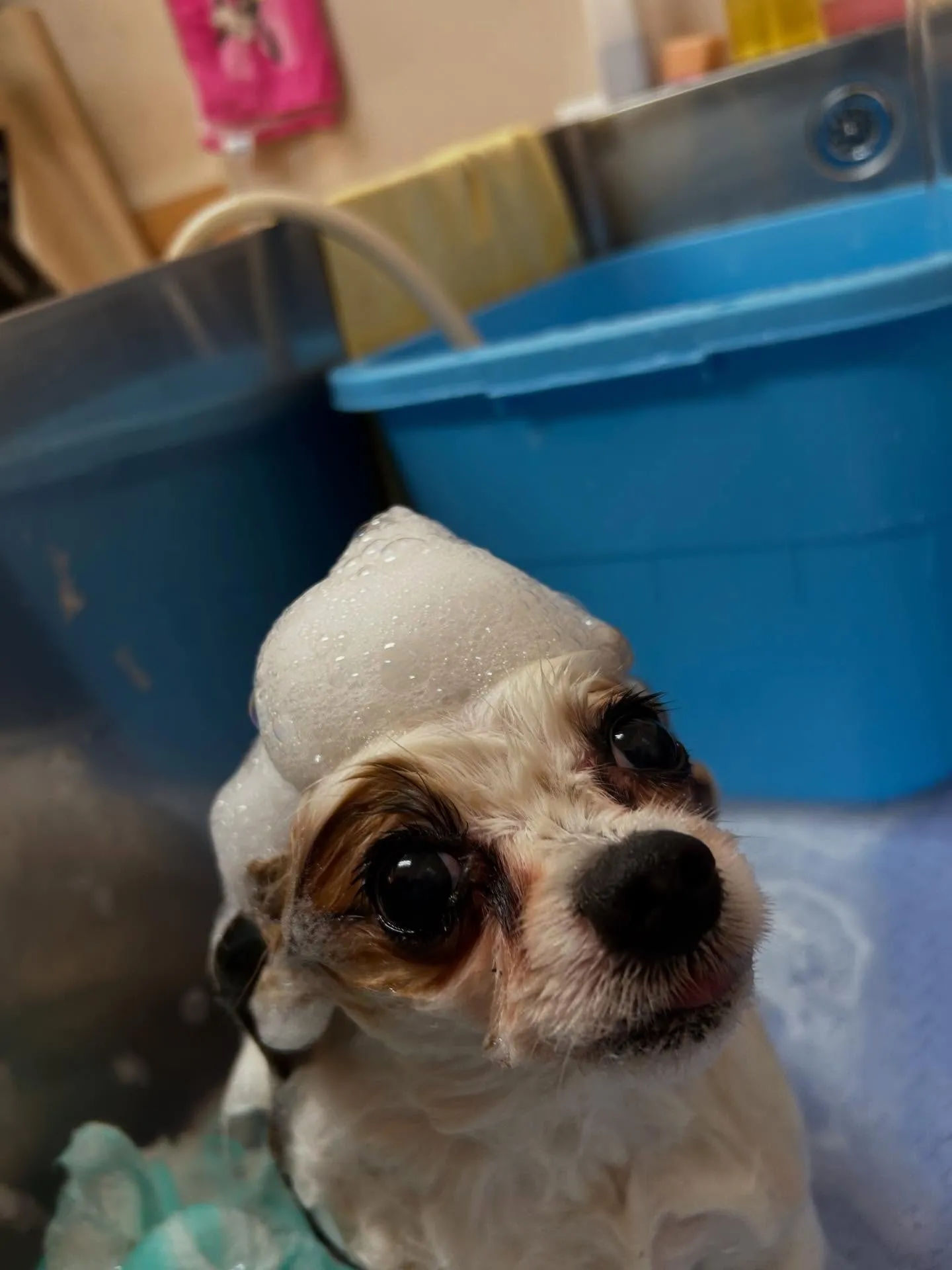 犬のトリミング✂️