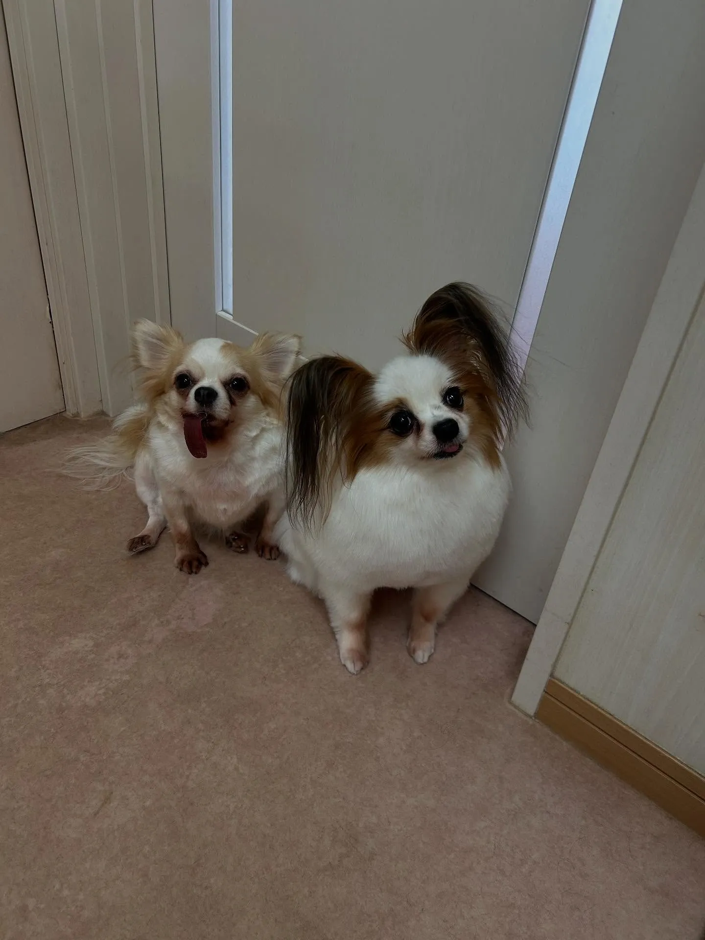 犬のトリミング✂️