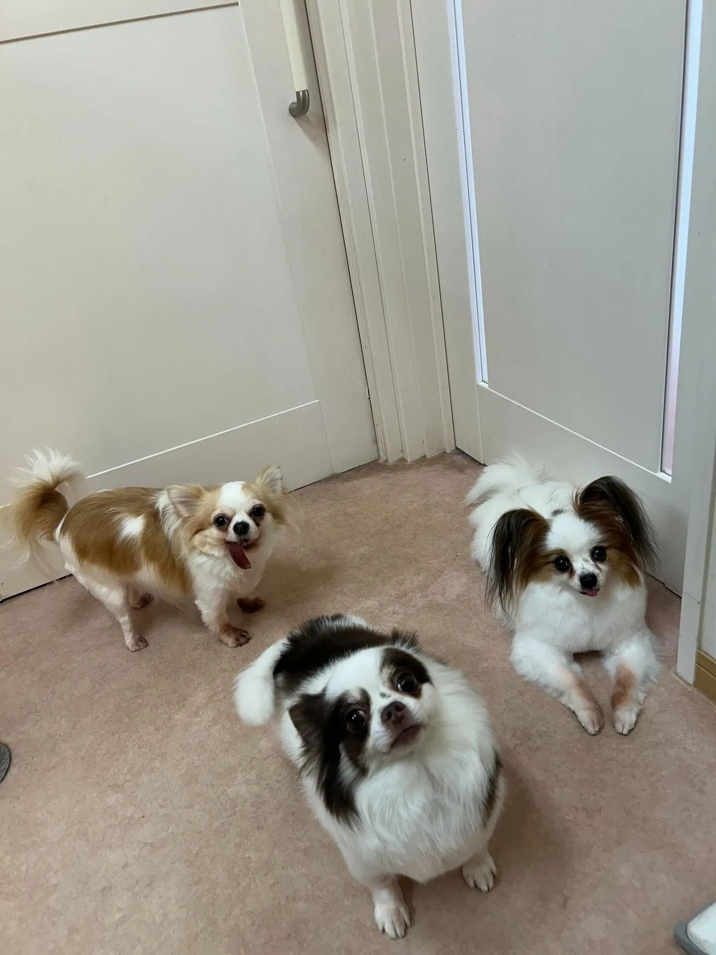 犬のトリミング✂️